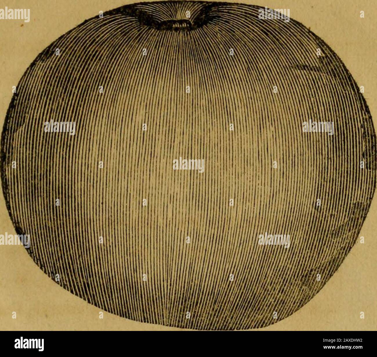 Ein Blick auf den Anbau von Obstbäumen und die Verwaltung von Obstgärten und Apfelwein; mit genauen Beschreibungen der schätzbarsten Sorten von einheimischen und ausländischen Äpfeln, Birnen, Pfirsichen, Pflaumen und Kirschen, die in den mittleren Bundesstaaten Amerikas angebaut werden: Illustriert durch Schnitte von zweihundert Arten von Früchten der natürlichen Größe .. . die Riechigkeit ist großartig. Sie wird in mehreren der östlichen Bezirke von Pennsyl-vania umfassend kultiviert. NR. 60. TENOUILLET JAUNE ODER GELB FEN-OUILLET. Dies ist ein kleiner apfel, die Form ist rund, stielkurz, die Enden nicht viel versunken - die Haut ist rau, ayellowish fawn Co Stockfoto