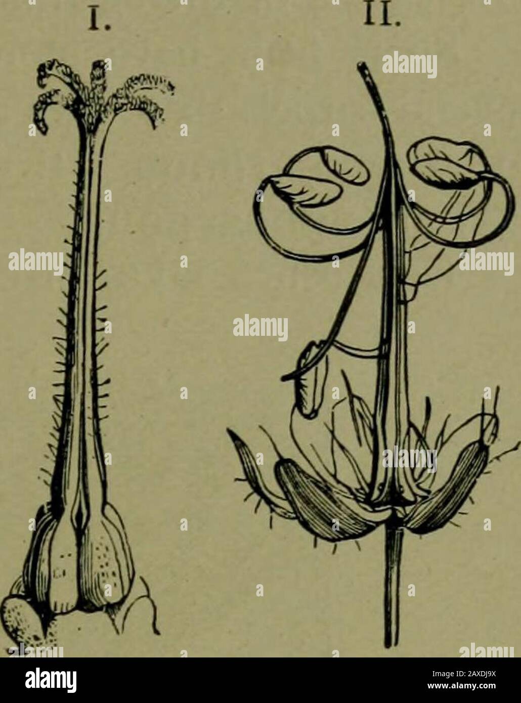 Pflanzen und ihre Wege in Südafrika . Abb. 169.-Samara von Combretum. Die Samenbildung ist ein Schizokarp. Einige der Malvacece haben Thisfrucht. Sie kommt in der Frucht der Familie Geranium, TheEuphorbias, der UmbellifercBj LabiatcB und anderen vor. Schizokarps sind von verschiedenen Arten. Sie können zwei, drei oder viele getrennt sein. Sie können das Saatgut behalten oder es entkommen lassen. Früchte 77 Wenn eine Frucht geschlossen bleibt oder indehiscent bleibt, wird sie normalerweise onesecent. Es wäre ein Missgeschauch, viele Kerne zusammen zu haben. Fleischiges Fruchtfleisch wird selten enthisziert. Dehiszingfrüchte sind Kalledpoden oder Kapseln. The Bean, Port Jackson, Stockfoto