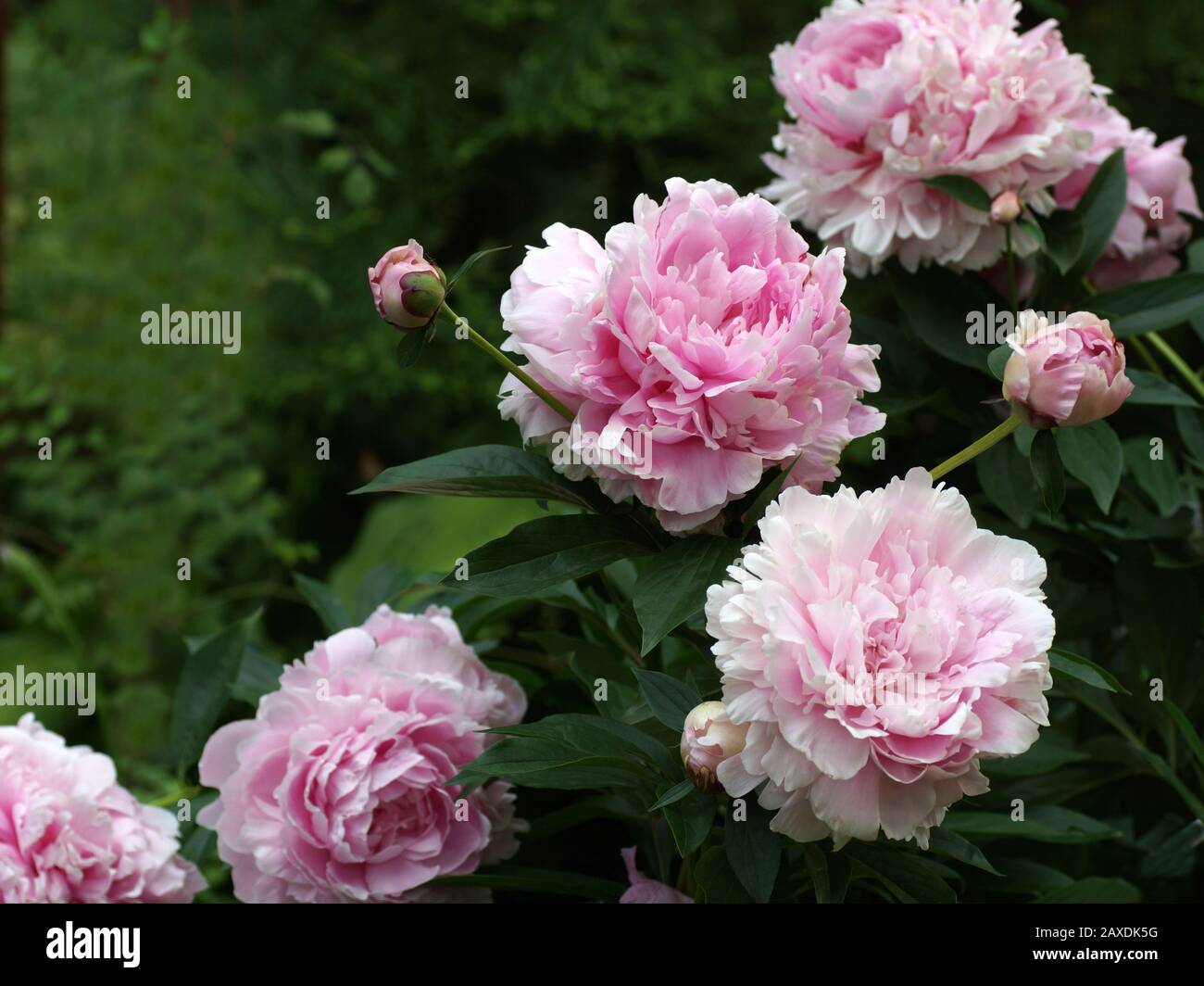 Paeonia lactiflora Sarah Bernhardt. Doppelzimmer Rosa Pfingstrose. Paeonia lactiflora (Chinesische Pfingstrose oder gemeinsamen Garten päonie). Vielen Blumen. Stockfoto