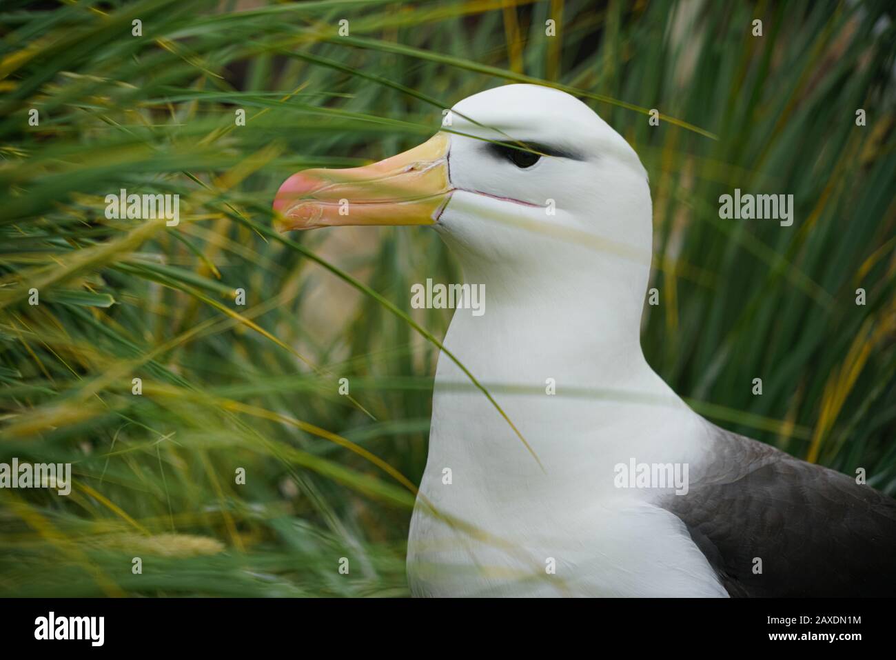 Schwarz gebräunte albatros Stockfoto