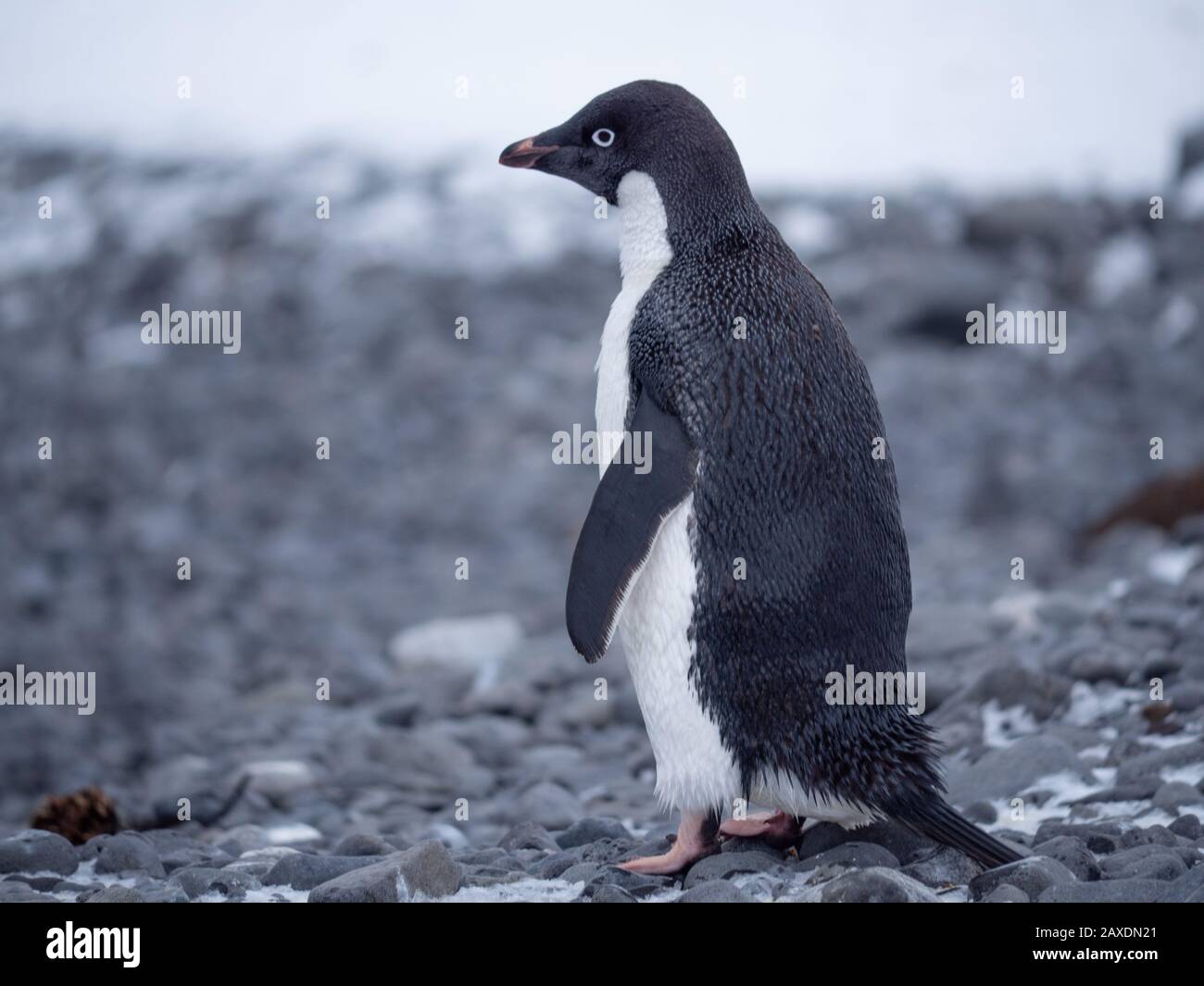 Ein Adelie-Pinguin in der Bucht von Saint Andrews (südgeorgien) Stockfoto