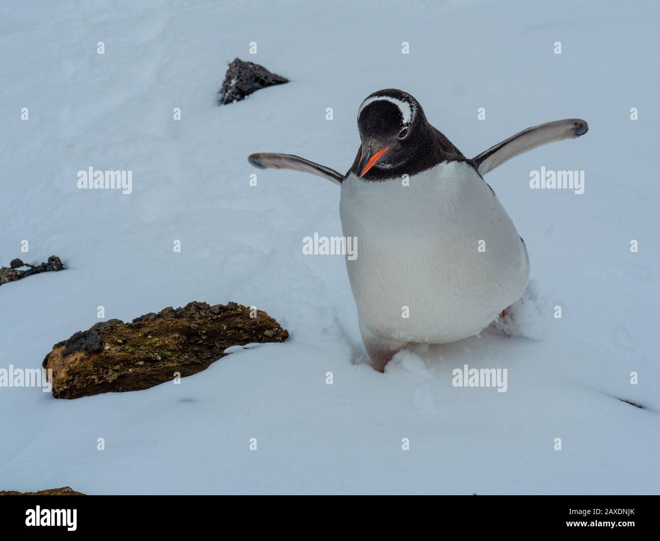 Junge Gentoo-Pinguine und ihre Eltern Stockfoto