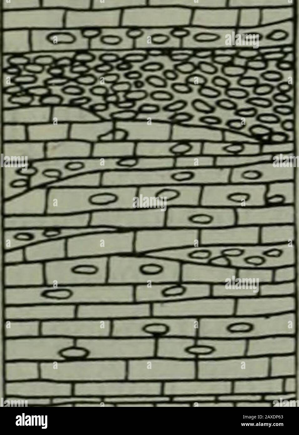 Bulletin. HW^H ^^4&gt;,&lt;^l.g -. ^ I 1 I I X3 ^ O /OO POO 0-200+ 0-50 2-8 80-120 125-175 Chaeactek of Rocks Drab to Black Shale and grey tobufl Sandstone with occasionalbeds of coal Light to dark Shales and shalyandoolit ic Limestones with somemassive soft to Hard Sandstones Massive homogen bed of loolitic Limestone Kalksteine, in großen Teilen kristallin, mit eingebetteten, schwer bebetteten massiven verketteten Kalksteinen, mit interbeddedchert im oberen Teil, beschwert auf der Basis Blauer Kalkgestein 500-600 10-25 Dolomit einbetteten Chertand gelegentlich dünnen Betten aus Sandstein, eckig, Stockfoto