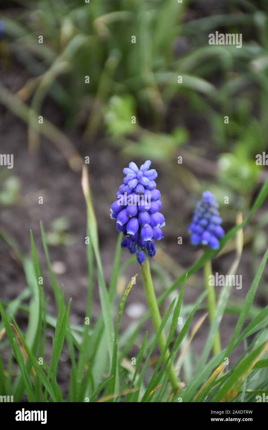 Winzige violette Feldblumen mit verschwommenem grasigen Hintergrund Stockfoto