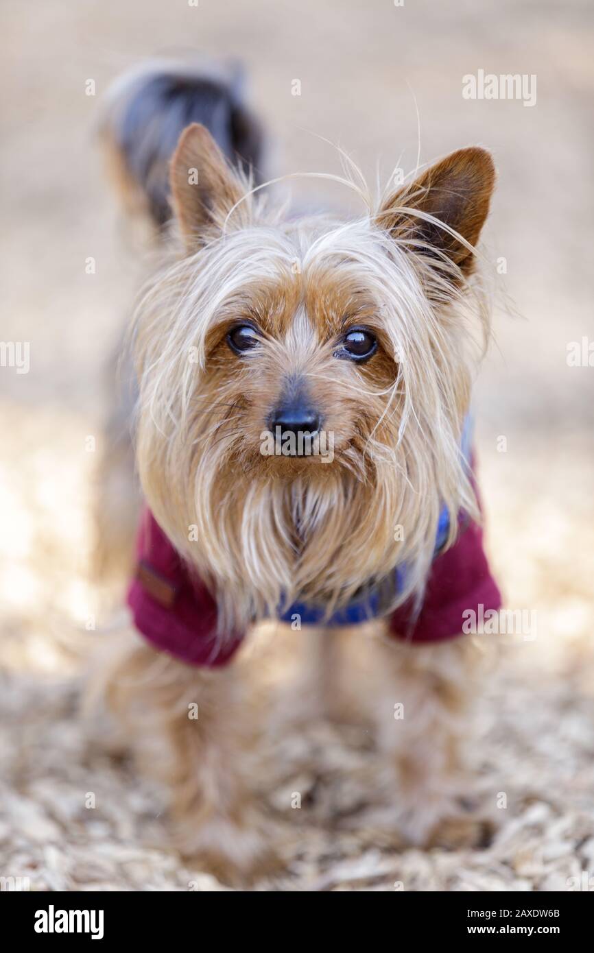 Yorkshire Terrier (AKA Yorkie) Stockfoto