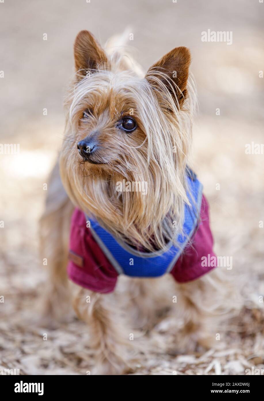 Yorkshire Terrier (AKA Yorkie) Stockfoto