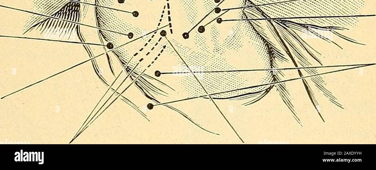 Nervus phrenicus Fotos und Bildmaterial in hoher Auflösung Alamy