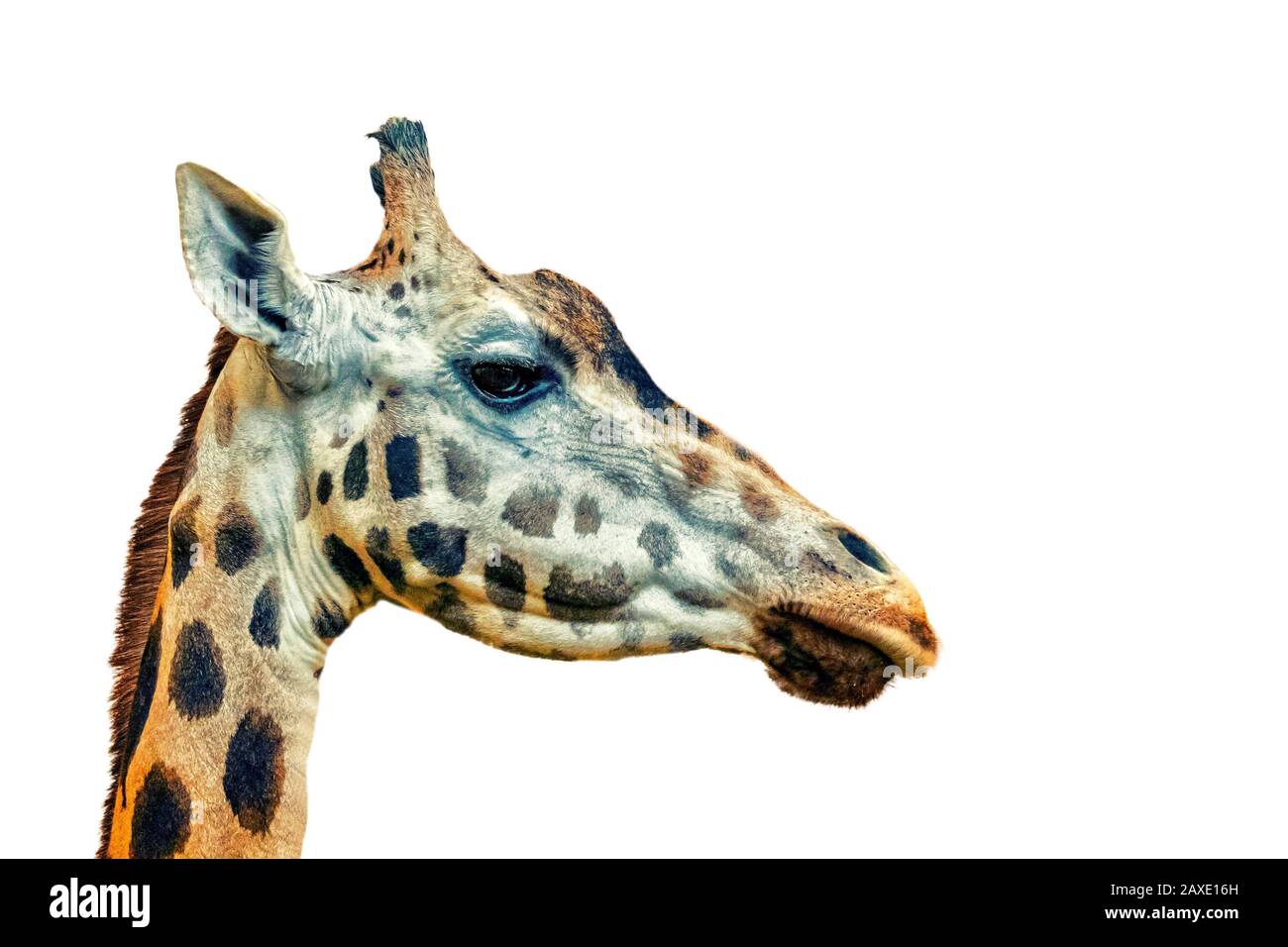 Nahaufnahme des Giraffenkopfes Giraffa auf weißem Hintergrund. Es ist ein Profilbild. Es ist ein afrikanisches Artiodactylmammel, Es ist ein Wildfoto Stockfoto