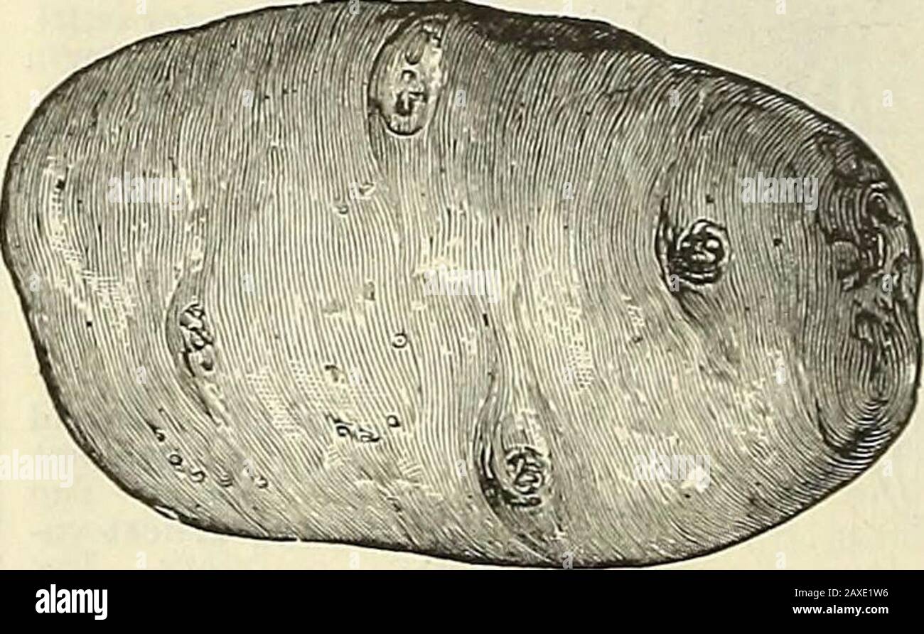 Illustriertes Handbuch: Rawsons Gemüse- und Blumensamen / W.WRawson & Co. Akota Red. - Diese Sorte ist ein großer Yielder, der den Dritten American Agriculturalist Prize mit einer Rendite von 7-44 Scheffel, Twenty-si.x Pfund, in 1890 einnahm. Es ist eine dunkelrote Kartoffel, die Augen sind eingerückt. Kocht trocken und mehlig. Thetops sind kräftige Züchter. Pro Peck, 60 St.; Busch.,§2.00.Rnral neuer Lorker. - Diese große Sorte entstand auf den Experimentalgründen des ländlichen New Yorker, wo in den letzten Jahren mehr als 5fi0-Sorten getestet wurden. Es wurde dort und anderswo von erfahrenen Züchtern, anil kritisch, ausprobiert Stockfoto