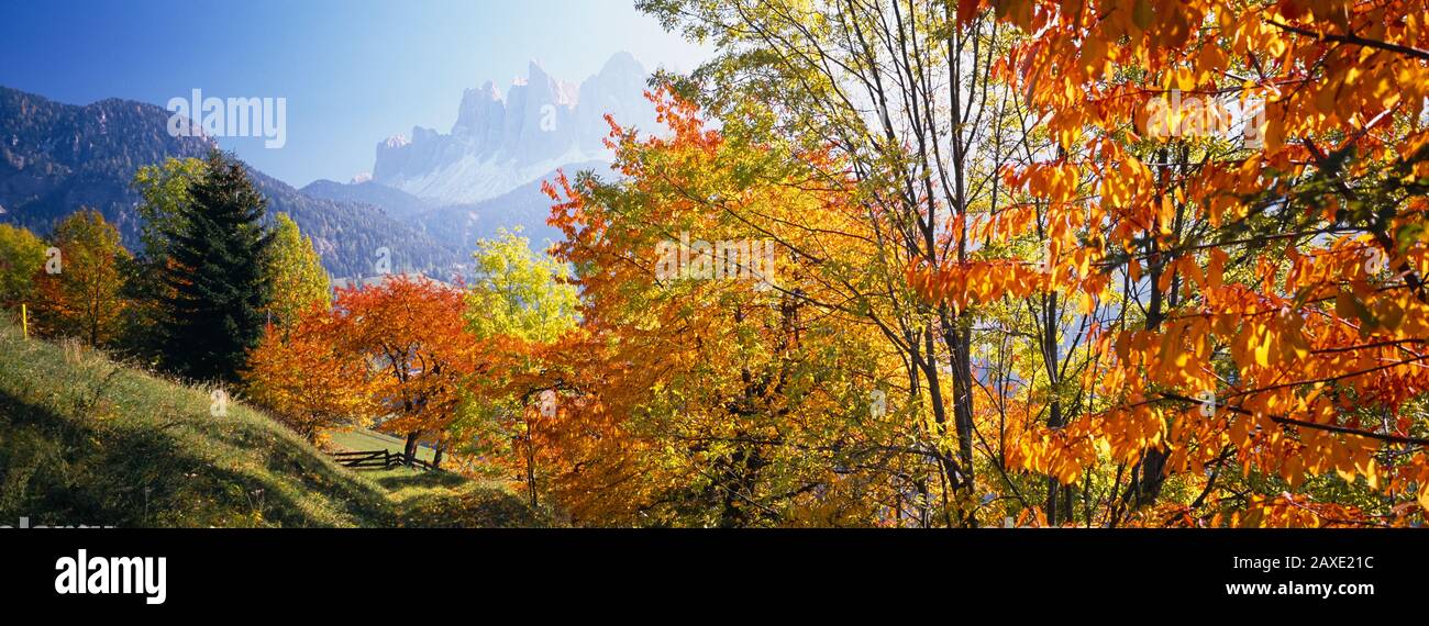 Blick auf die Bäume in einem Wald, Geisler Berggruppe, in den Dolmen, Italien Stockfoto
