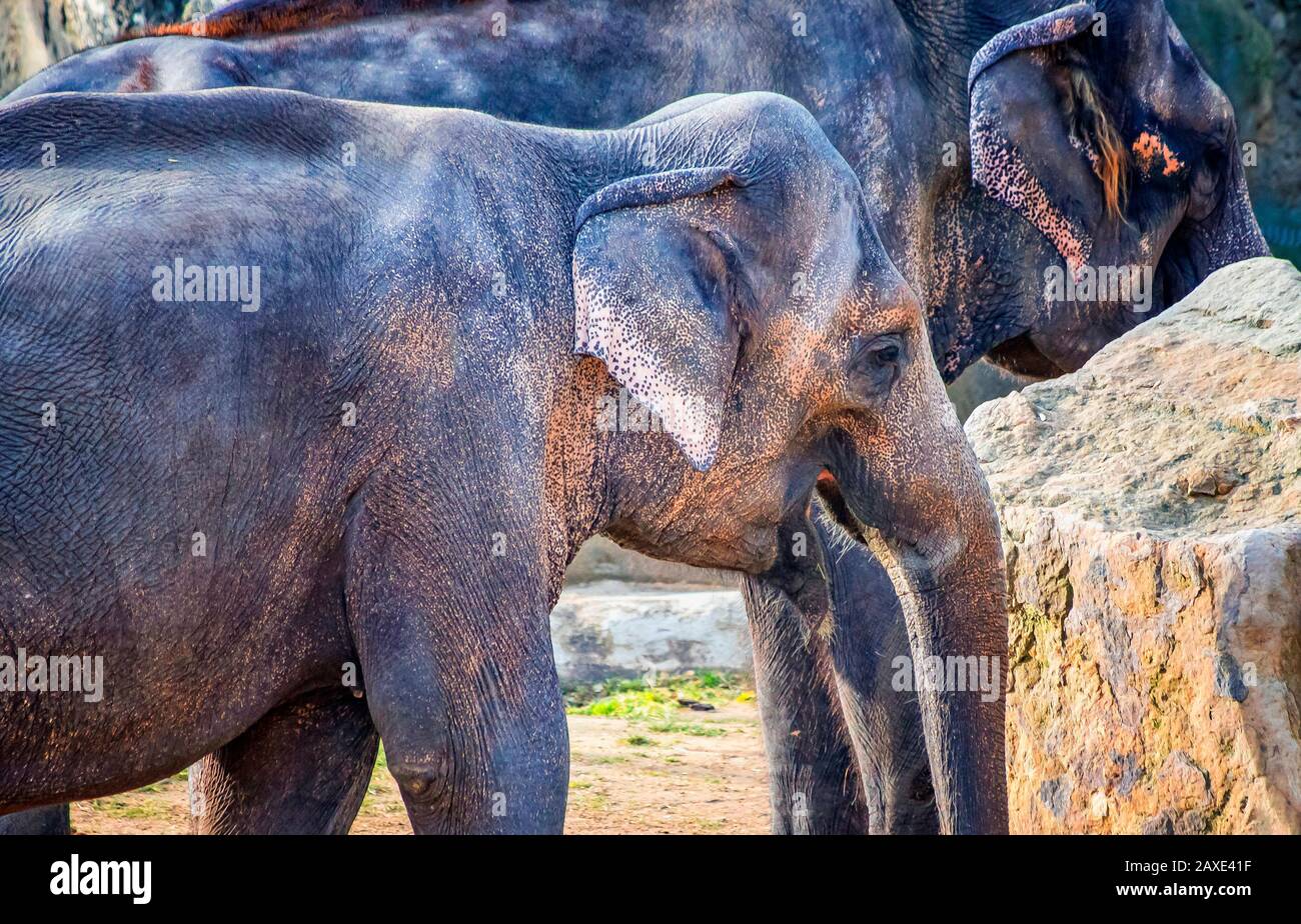 Nahaufnahme des niedlichen Baby-Elefanten. Der asiatische Elefant, auch asiatischer Elefant genannt. Es ist Kopfprofil. Es ist im indischen verbreitet Stockfoto