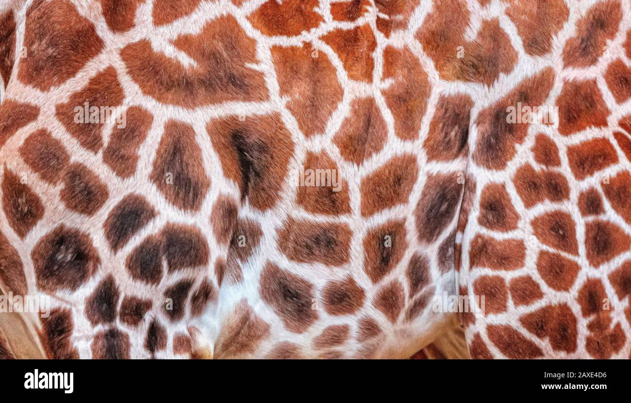 Natürliches Muster aus Giraffenfell im Detail: Giraffenhaut, Giraffa. Es ist ein afrikanisches Artiodactylmammel, Wildfoto in Safari. Stockfoto