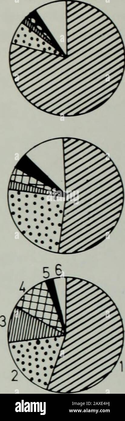 Annalen des südafrikanischen Museums MuseumAnnale van die Suid-Afrikaanse Museum . 3- 2^ Querbetten 180-220   Schelllangang-Achsen 130   220 Grad verdeckte Abb. 12. Gemessener Schnitt durch die Innenstange und Waschlüfter Velddrif. 1 = Venerupis senegalensis; 2 = Crepidula capensis; 3 = BuVia laevissima; 4 = Lutraria lutraria; 5 = Perna perna; 6 = Andere. Die Entwicklung nach Westen reduzierte die Wellenenergie und führte zu einer Größe der unzersplitterten Schale. Aber die sehr dicken Schalen von Venerupis sene-galensis spiegeln die hohen Energiebedingungen in der Nähe wider. Ein weiteres Wachstum der Unterbrecherleiste hat ein höheres Maß an en ermöglicht Stockfoto