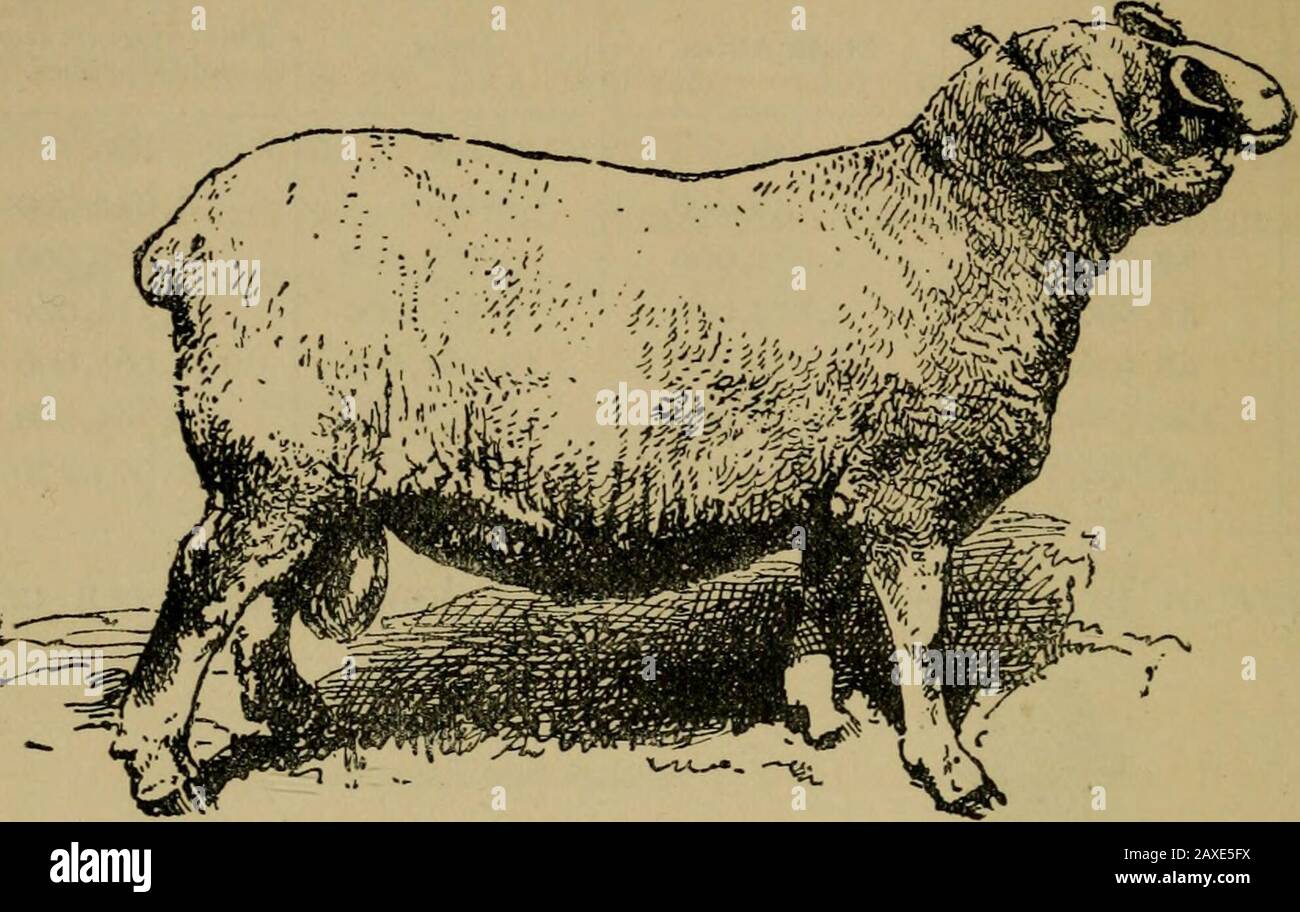 Tierische Produkte; . DIE ZWEIJÄHRIGE SOUTHDOWN, DIE IN TAUNTON, 1875, gezeigt wurde, wurde für ihre Schafe gezüchtigt. Die führende und am besten verbesserte kurzwollige Rasse ist der kleine, braun-gegenübergestellte Southdown, vor allem BRITISCHE SCHAFRASSEN. Sie besetzen die Hügel von Sussex, aber auch heute über andere Grafschaften diffamiert. Sein Fleece, kurz und fein, wiegt zwischen drei und vier. Dorset RAM, GEZEIGT IN CROYDON, 1875. Pfund; und seine Hammel, fein im Geschmack und im Korn, wiegt, zwei Jahre alte Wether, ungefähr achtzehn Pfund das Viertel. Stockfoto