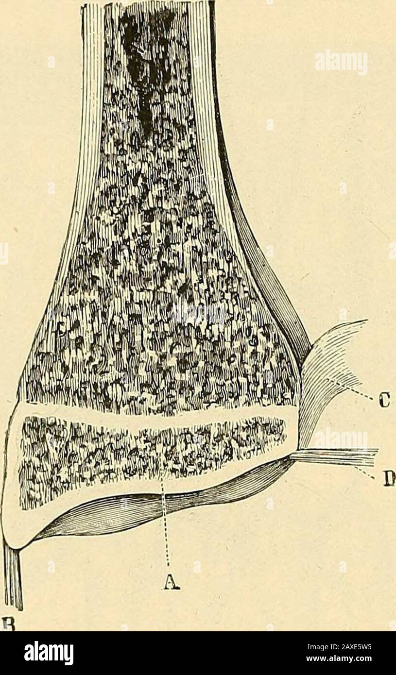 Ein Handbuch der operativen Chirurgie. FRG. 456. -SYNOVIALE HOHLRÄUME VON THEWRIST. 732 OPERATIONEN AN KNOCHEN UND GELENKEN [Teil vii Mind. Die Schiffe, die am ehesten geeignet sind, bei der Überschreitung der Armbrustpfote verletzt zu werden, sind der Radial, der tiefe Palmarbogen, die vorderen und hinteren Karpalbögen und der dorsale interossäre Zweig des Radials. Die Operation.-Der Haupteinschnitt, der möglicherweise der einzige sein kann, sollte ein Längsschnitt sein, der nur zur Außenseite der alltäglichen Sehnen der Finger und über dem Metakarpalknochen des Index platziert wird. Ob sie gerade verläuft (Boeckel und Langenbeck) oder leicht angewinkelt ist Stockfoto