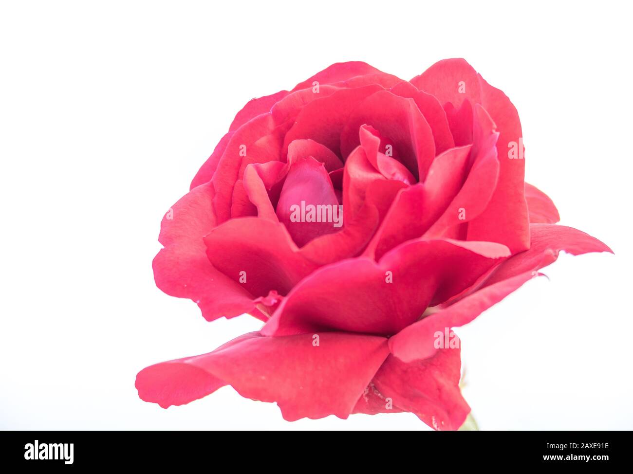 Blumenrot Rose Nahaufnahme isoliert auf weißem Hintergrund Stockfoto