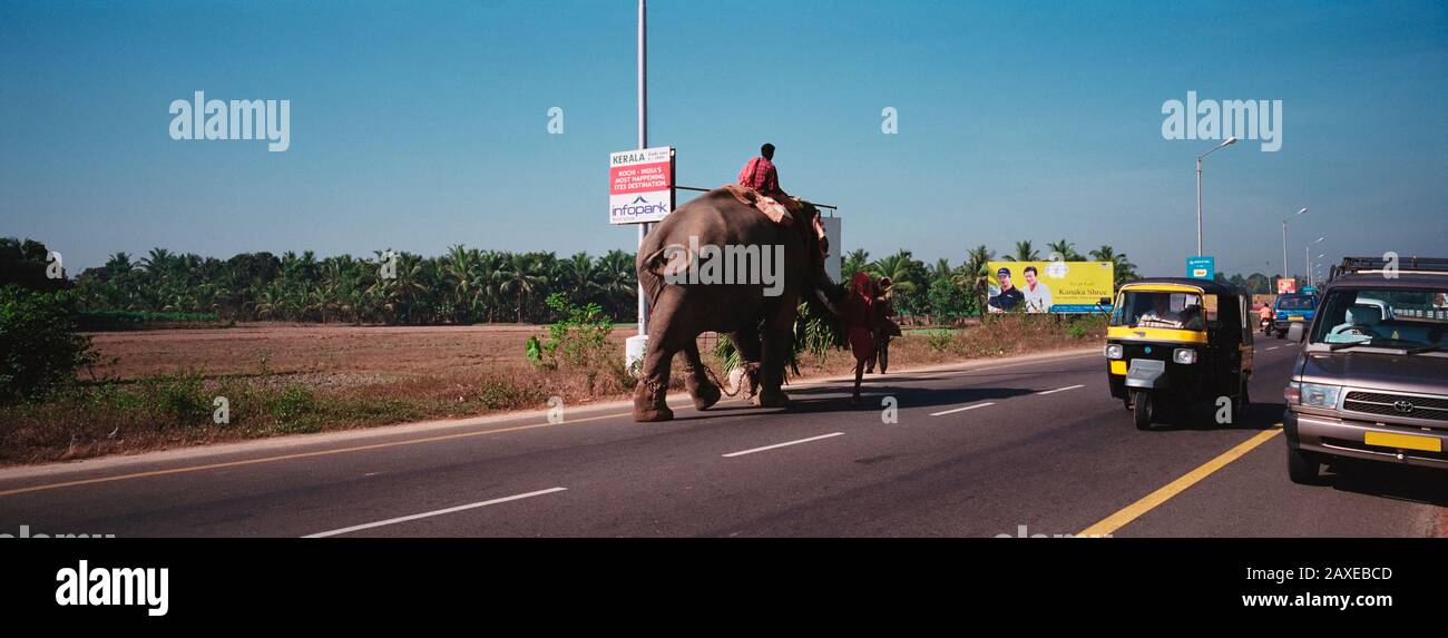 Elefantenwandern auf einer Straße, Nedumbassery, Kerala, Indien Stockfoto