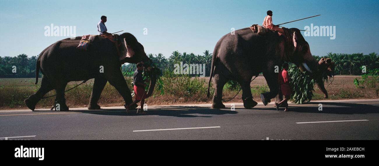 Elefanten, die auf einer Straße spazieren gehen, Nedumbassery, Kerala, Indien Stockfoto