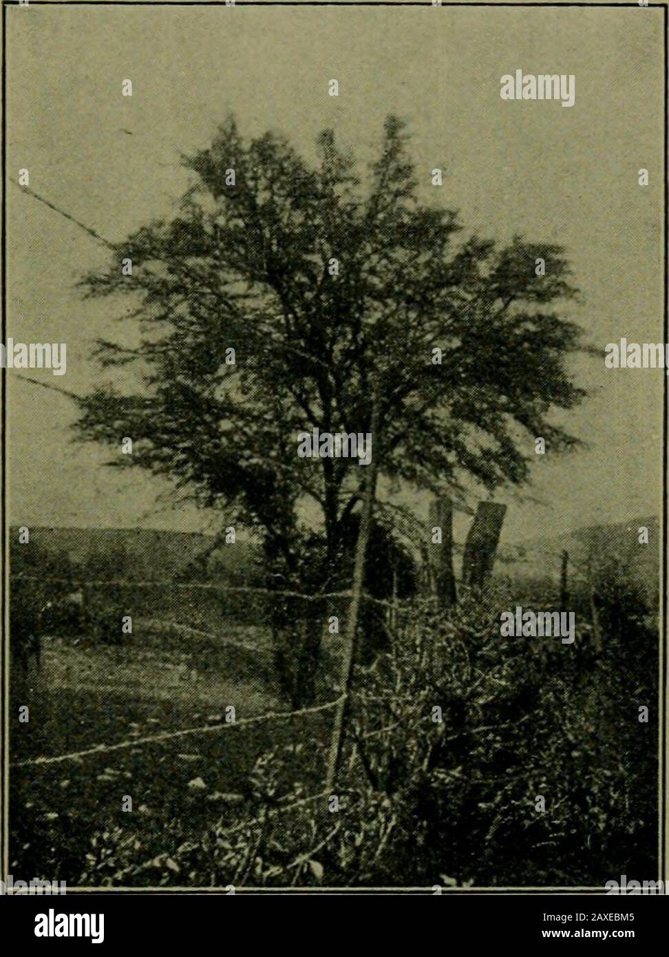 Pflanzen und ihre Wege in Südafrika . Abb. 114.-Die Blattspitzen von Flagel-laria dienen als Mittel zur Unterstützung. Abb. 115.-EIN Mimosa-Baum in Wellington. Aus seinem natürlichen Lebensraum lebt er, hat sich nicht ausgebreitet, wie sein Verwandter der Port Jackson aus Australien.(Foto von Mrs Aiken.) erfolgreich abgeschlossen, bevor die Eisenbahn vor mehr als dreißig Jahren nach Worcester verlängert wurde. Schön grün im Winter, im Sommer ist es eine duftende Masse goldener Blumen. Obst und Seedsare werden im Überfluss produziert, aber immer noch steht es das einzige Mimosatree in der näheren Umgebung. Es ist jedoch viel dasselbe Widerlager wie w Stockfoto