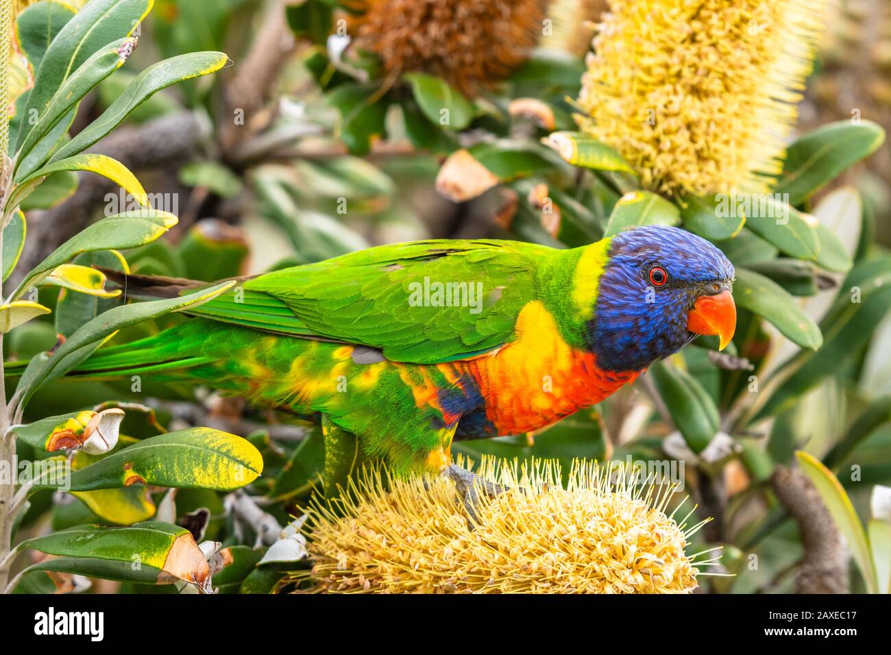 Isoliertes Regenbogenlorikeet, das Nektar an einem Baum in Sydney sucht Stockfoto