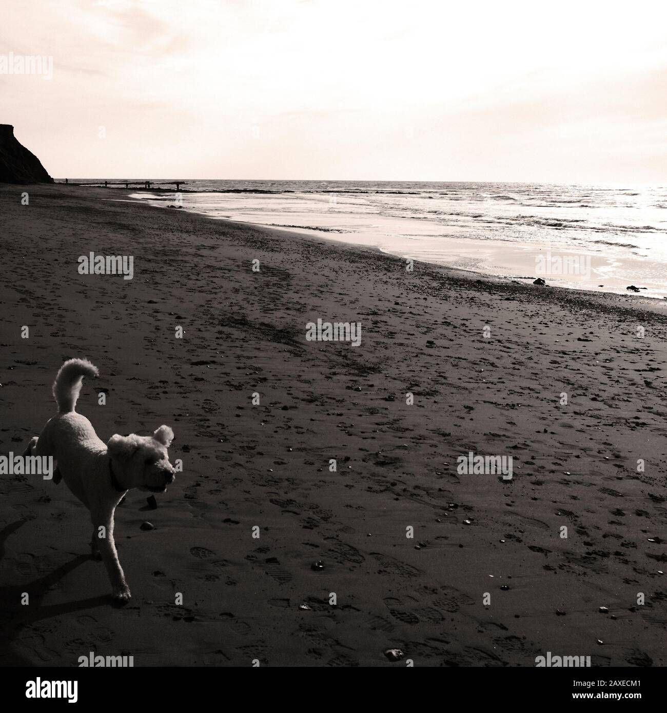 Hund läuft auf wildem, zerklüfteten Sandstränden an der Küste am Meer Stockfoto