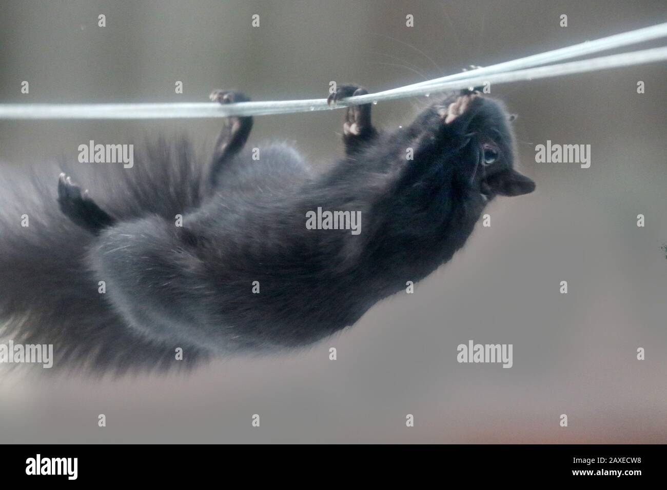 Schwarzes Hörnchen, das von der Wäscheleine hängt Stockfoto