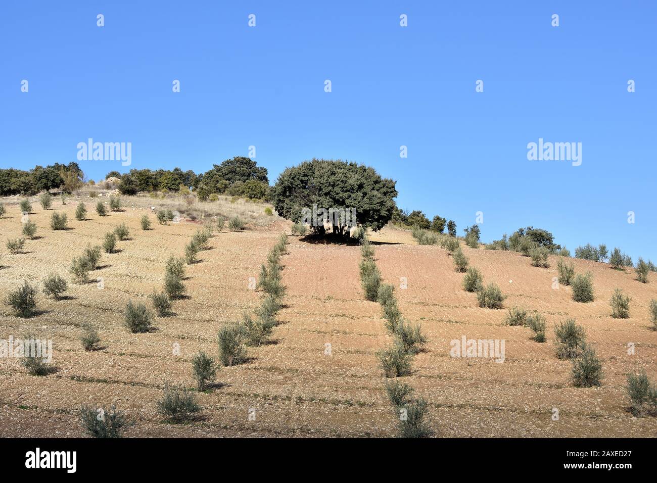 Schöne einsame Eiche unter den jungen Olivenbäumen im Herbst Stockfoto