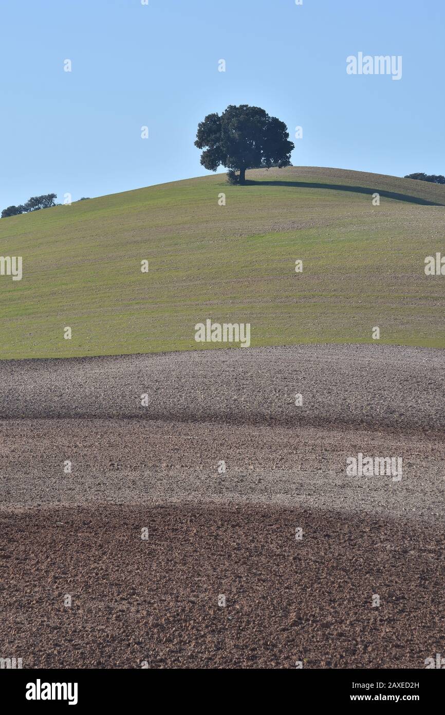 Andalusische Landschaft in verschiedenen Farben und einsame Eiche auf einem Hügel Stockfoto