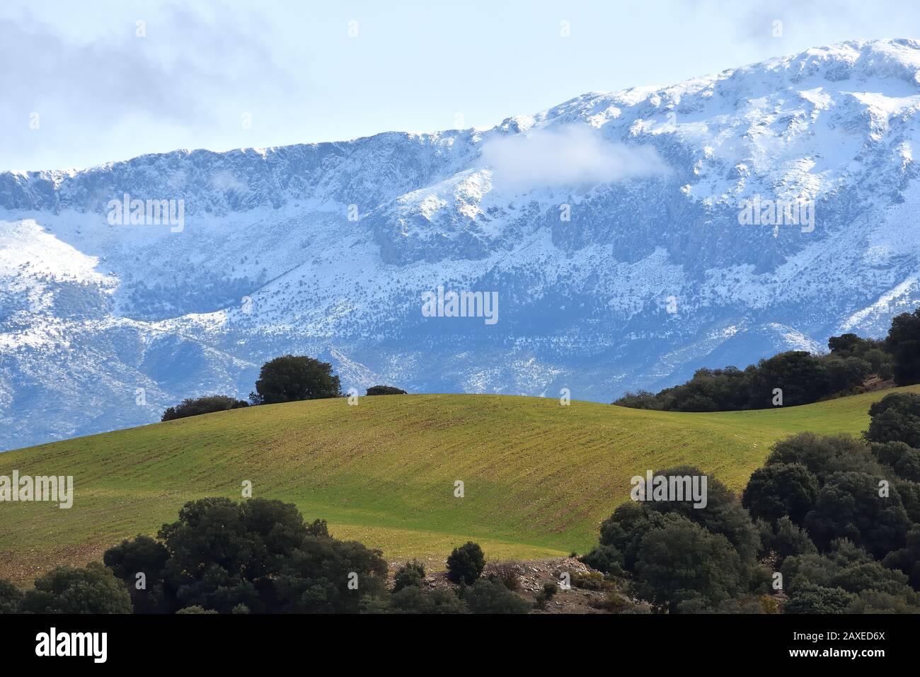 Andalusische Landschaft im Winter, mit einem grünen Hügel umgeben von Steineichen und verschneiten Bergen im Hintergrund Stockfoto