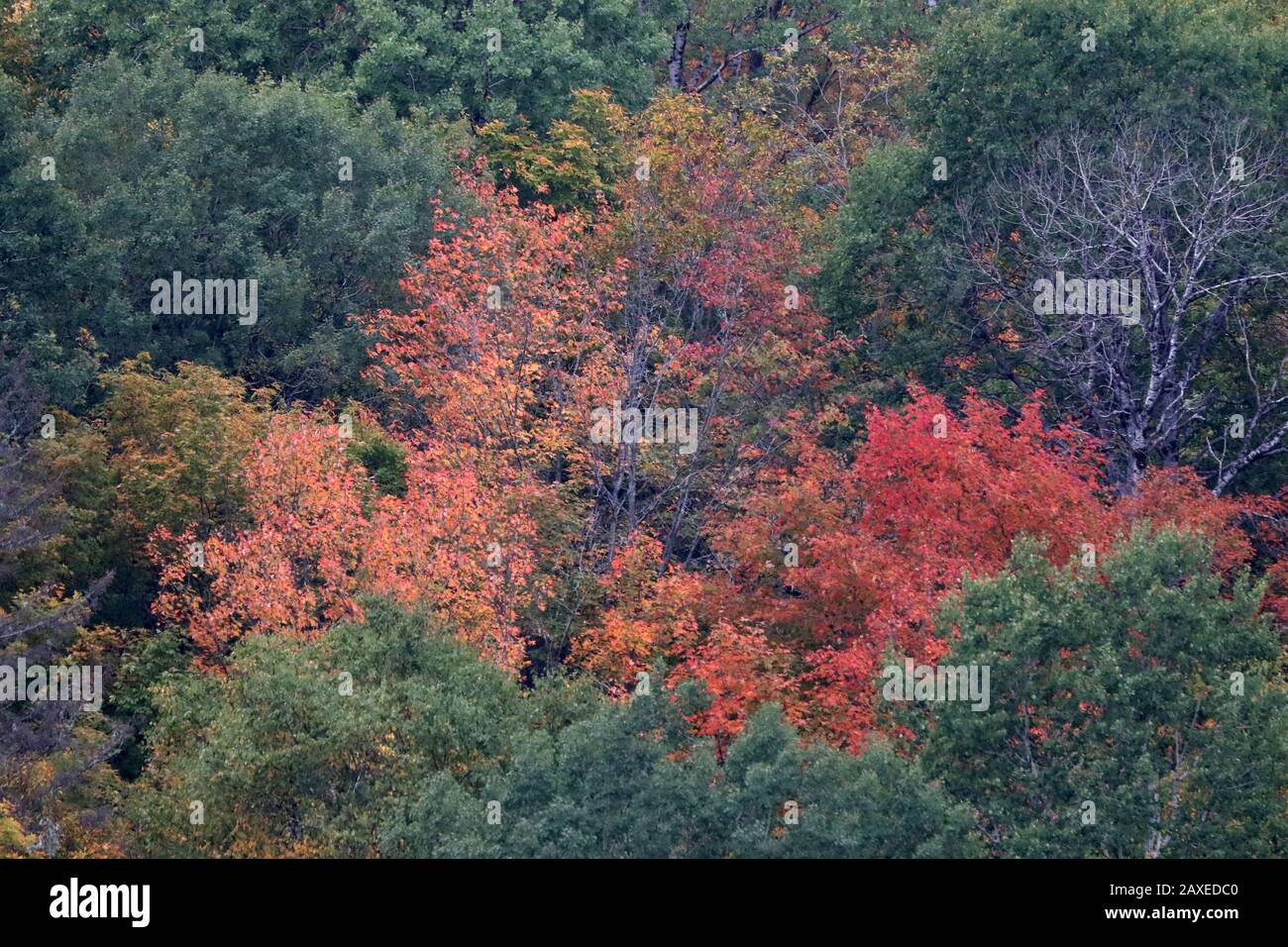 Fall Scenic Algonquin Park Stockfoto