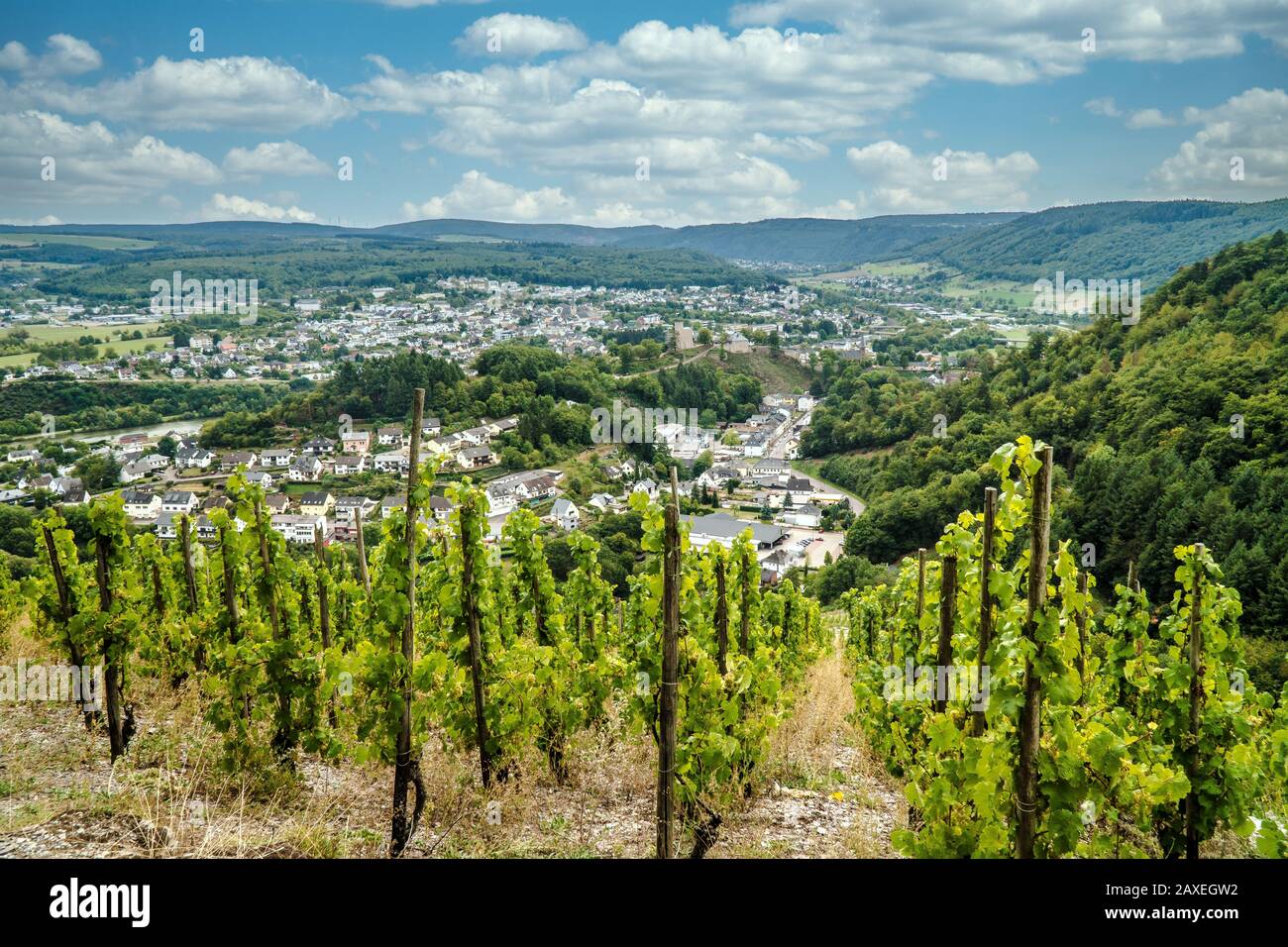 Schöner Weinberg an der mosel in Trittenheim Deutschland Stockfoto