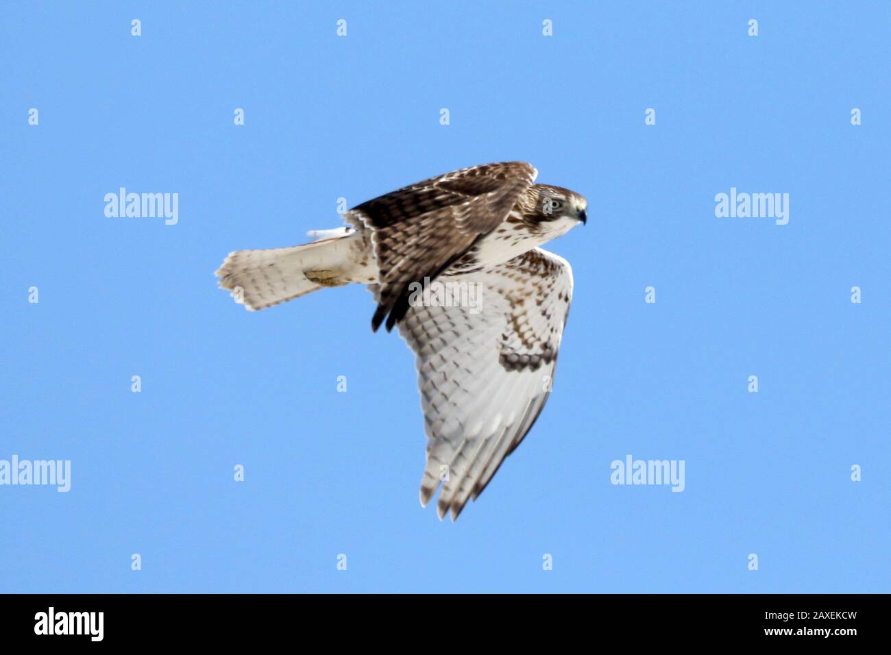 Rot Verspottete Falken Stockfoto