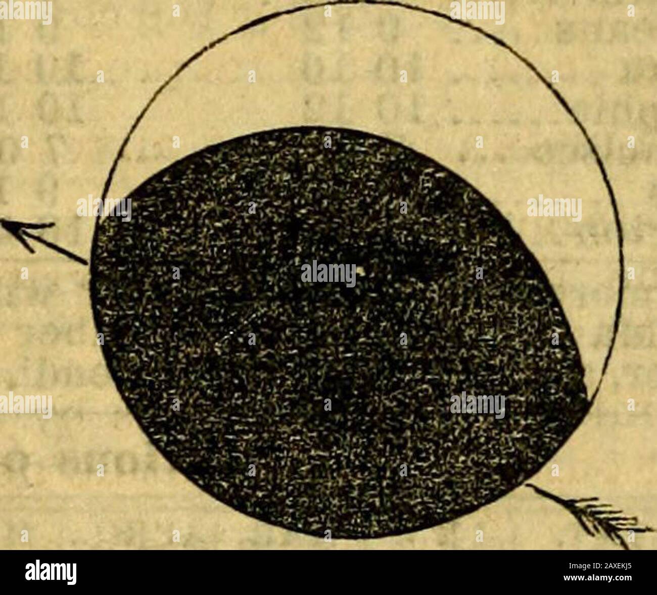 Der Tribune Almanach und das politische Register für. . Gkbatbst Phasb in Nsw-York, 5:38 r. M. Gbbatbbst Phase bei St. Louis. 4:33 P.M. Die folgende Tabelle enthält die Phasen dieser Eclipse für die Orte mit dem Namen Ort. Albany Baltimore. Boston Chicago Charleston.Cincinnati..Cleveland... Denver Galveston... Louisville.. • Beginnt. Mitte. Endet. !! Ij P.M. i 4 42 5 35 6 28 4 33 5 31 6 24 i 4 56 6 48 G 40 3 41 4 39 5 38 4 30 4 25 6 20 4 02 4 5S 5 53 4 08 5 04 5 59 2 20 3 25 4 31 3 30 4 30 5 31 I 3 58 I 4 55 I 5 52 PLATZ. Beginnt mit J Mitte. Indianapolis 3 New-Orleans - 3 I New-York j 4 Omaha j Stockfoto