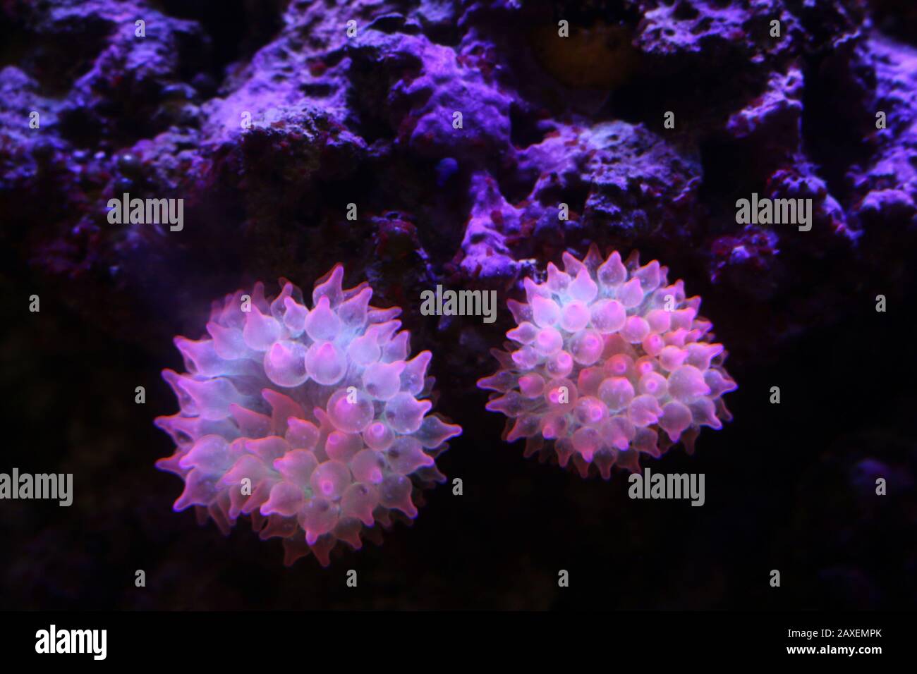 Anemonen im Aquarium Stockfoto