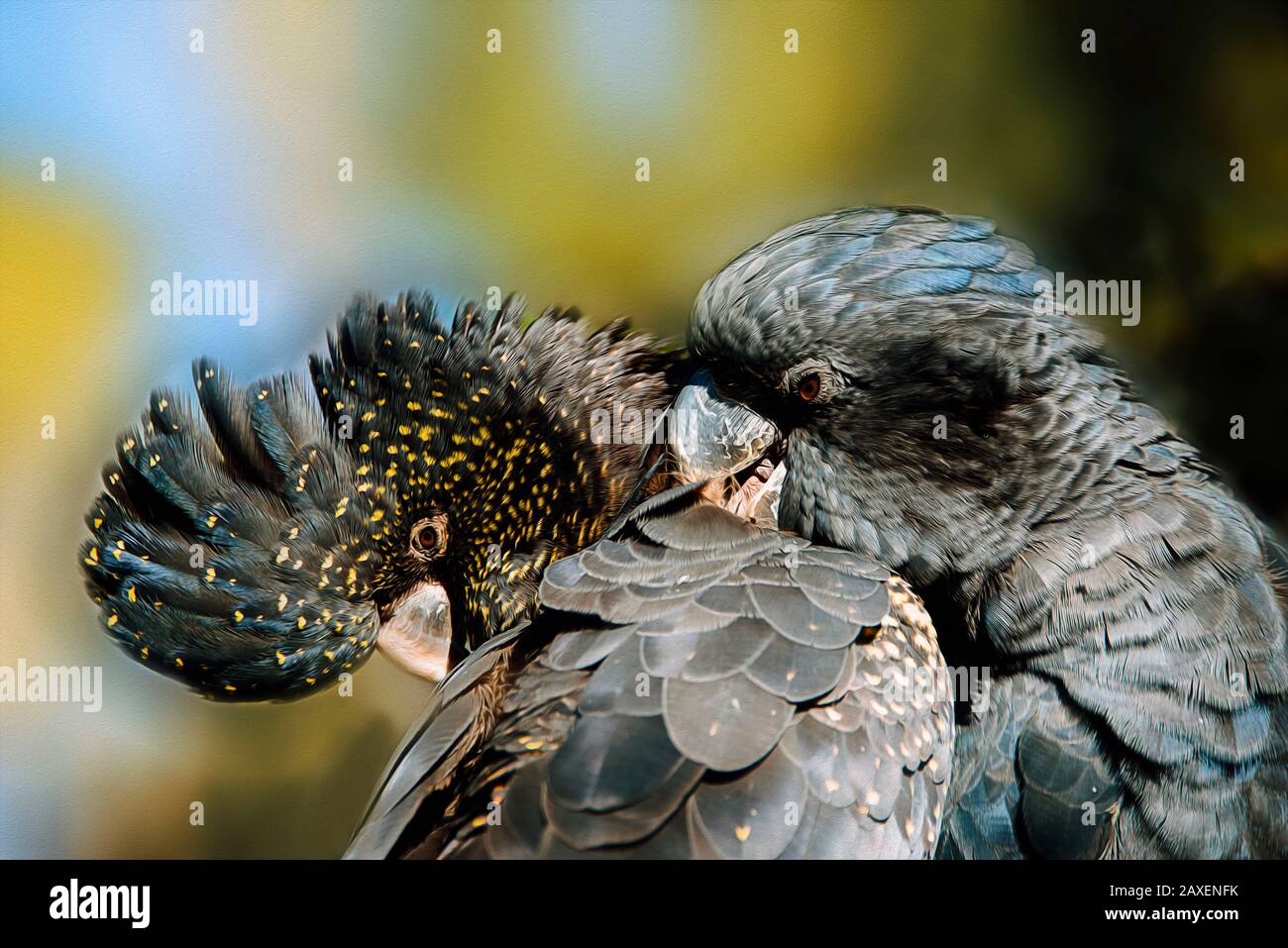 Wir liebten ein Paar von Red Tailed Black Cockatoos, die in Australien heimisch sind. Stockfoto