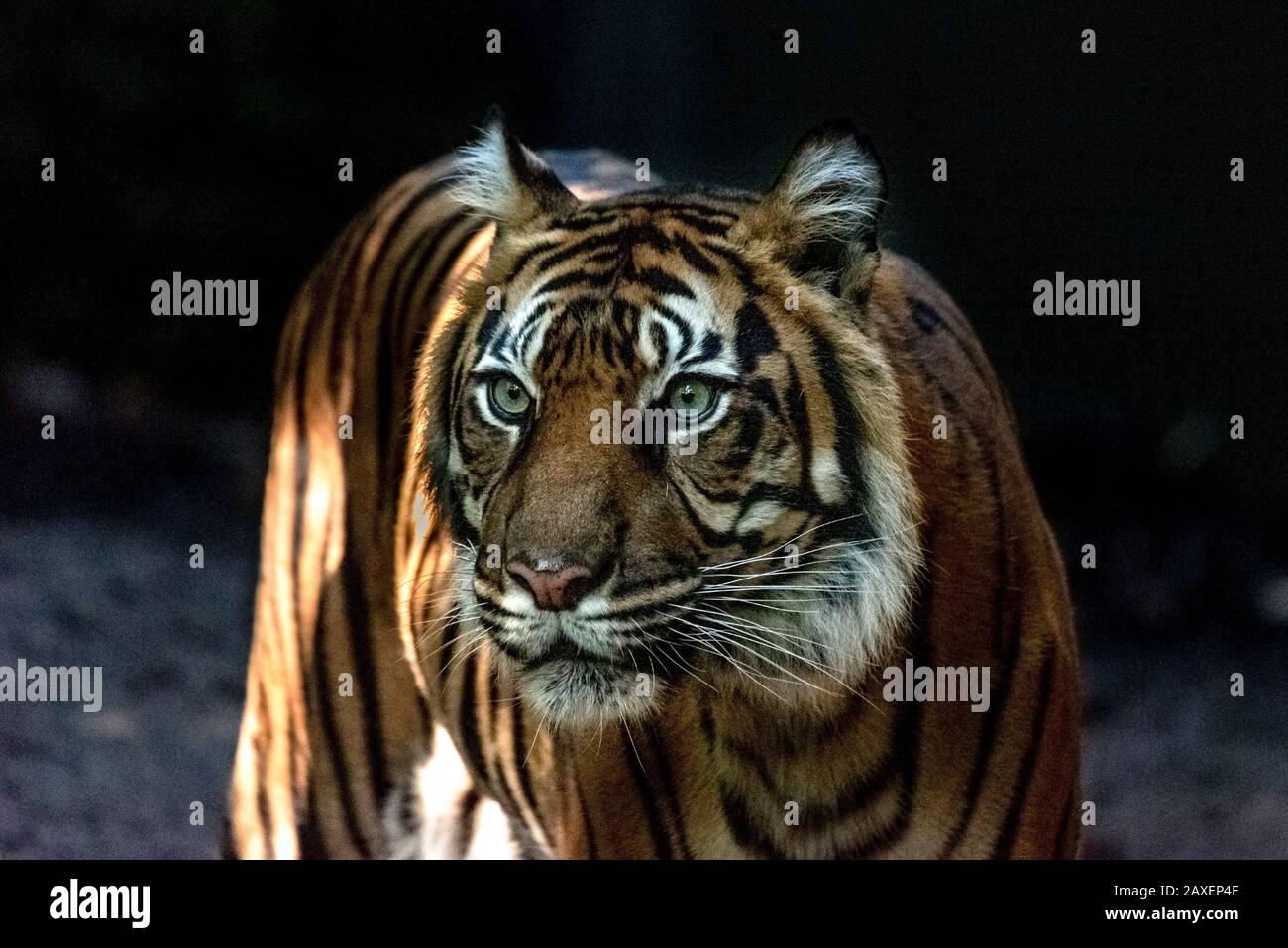 Tiger sind eine so schöne und kräftige Katze. Stockfoto