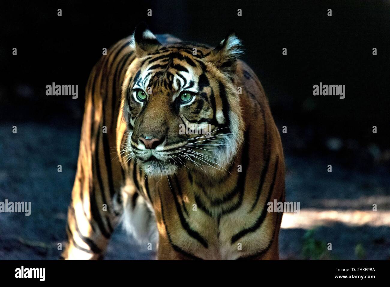 Intensiver Blick auf den Tiger, welche erstaunlichen Augen Sie haben. Stockfoto