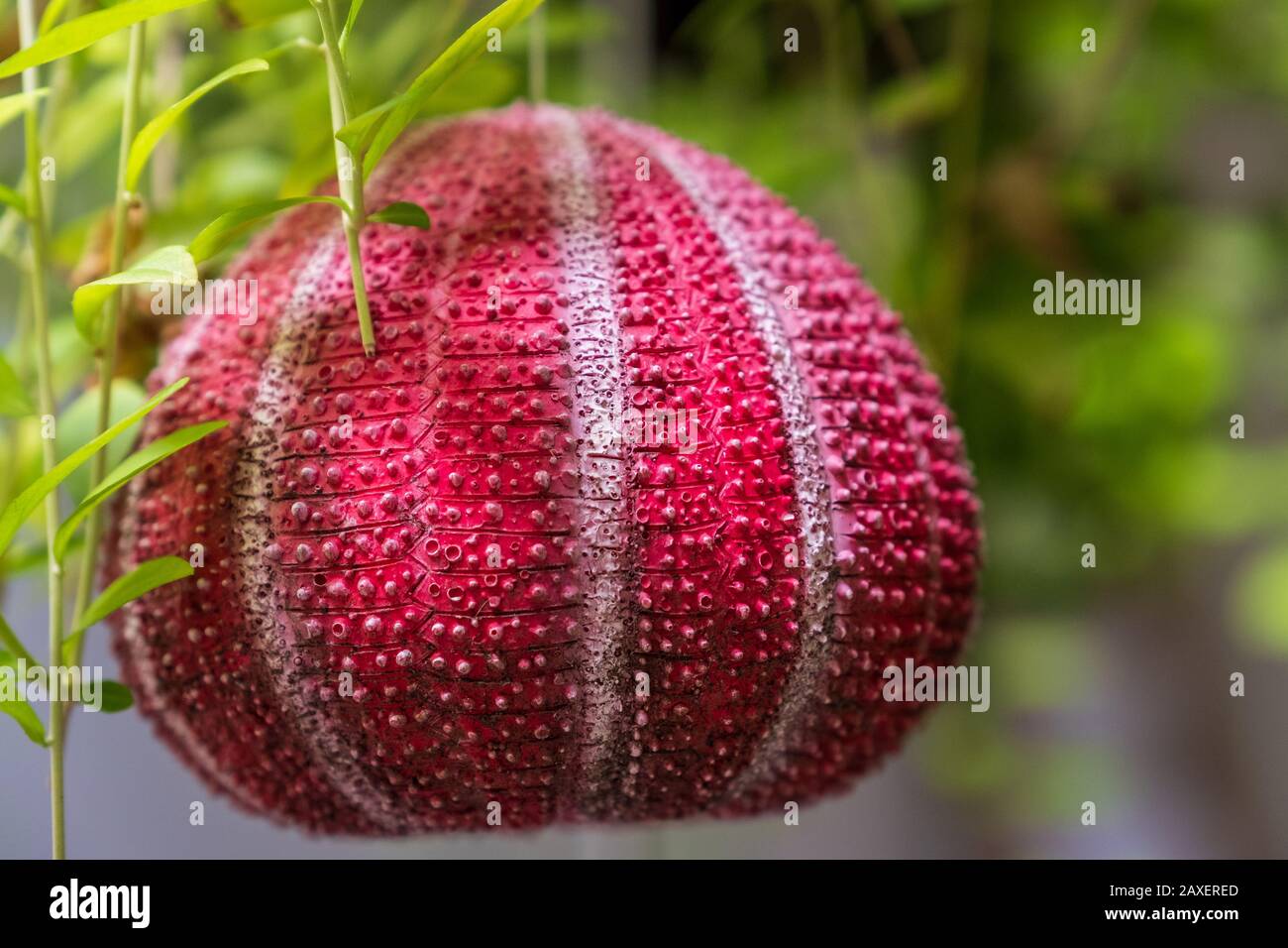 Ein atemberaubender roter Seeigel, der zwischen grünem Laub hängt Stockfoto