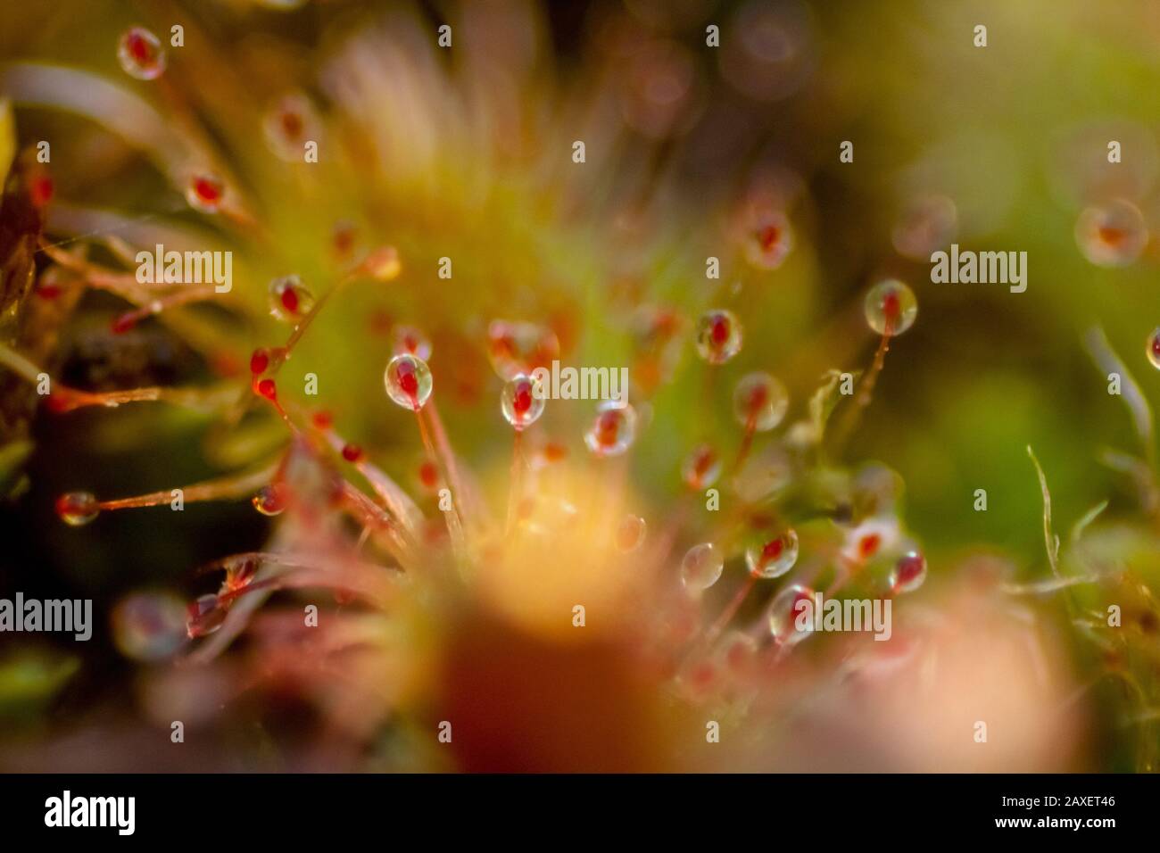 Nahaufnahme einer Sonnentau (fleischfressende Pflanze), Details der Leimfallen der Drosera Stockfoto