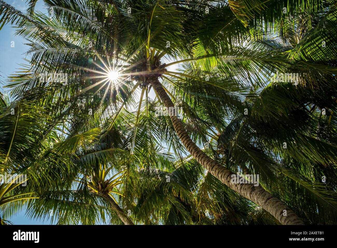 Blick auf die Sonne, die durch die Palmen scheint Stockfoto