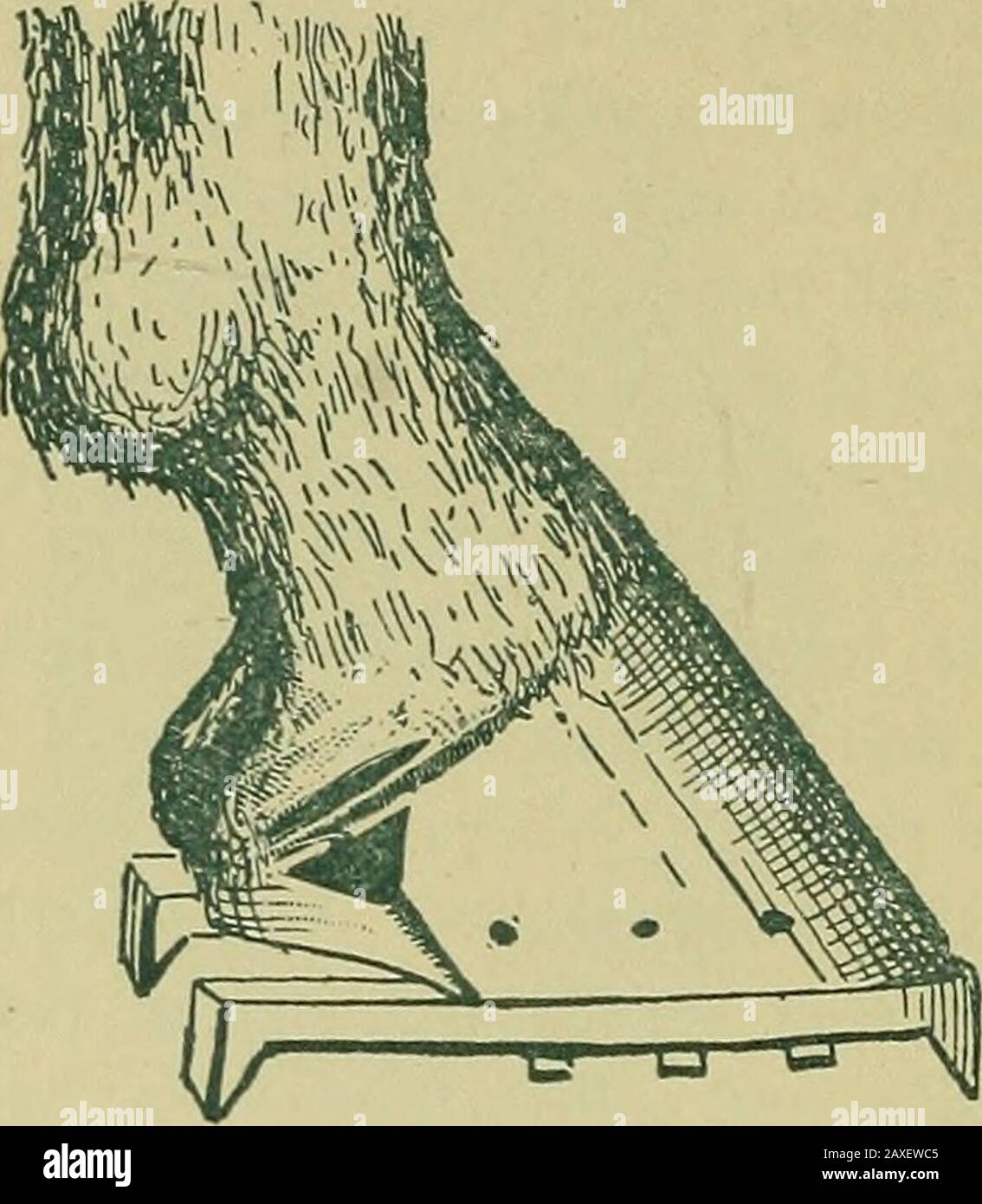 Tiermedizin, Tierkastration, Chirurgie und Geburtshilfe vereinfacht. Sobald Sie einen Schuh mit hoher Ferse auf den Fuß setzen und den Frosch vom Boden heben, verhindern Sie den Frost, indem Sie das Büro ausführen, das von der Natur entworfen wurde, die Atrophie, feyer, Entzündung, Kontraktion, Thrush, Corns, Viertelrisse usw. Tatsächlich sind 90 Prozent aller Ungeräuschheit das Ergebnis von Schuhen. Und kein Mann kann einen Pferdeschuh machen, außer er verletzt den Fuß in einem größeren oder weniger Ausmaß. Nun, al-low me to REPEAT, in the first place, do not Shoe at all; zweitens, wenn Sie es tun, lassen Sie es ein sehr dünnes Stockfoto