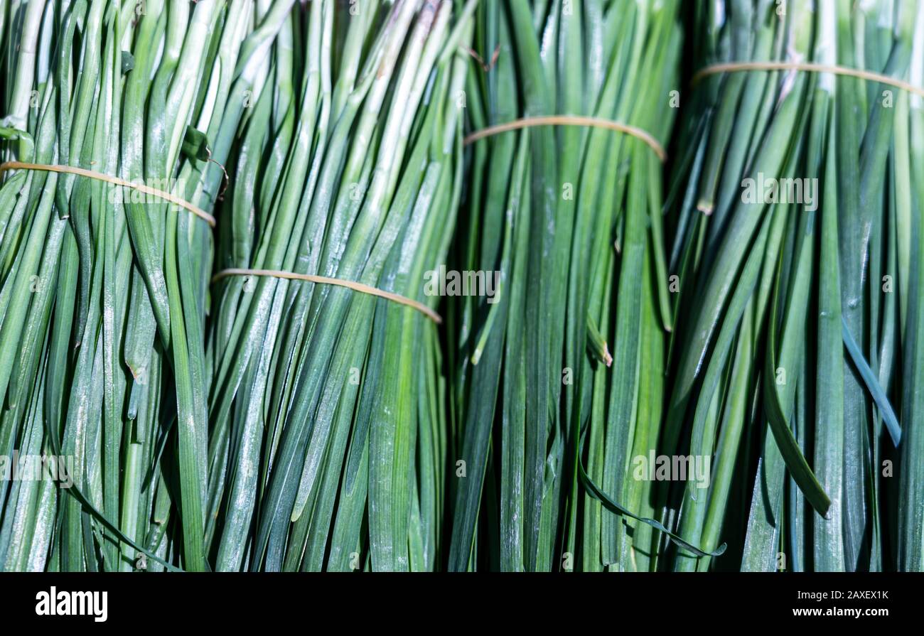 Chinesische Schnittlauch, Knoblauchmeise, Lebensmittelhintergrund Stockfoto