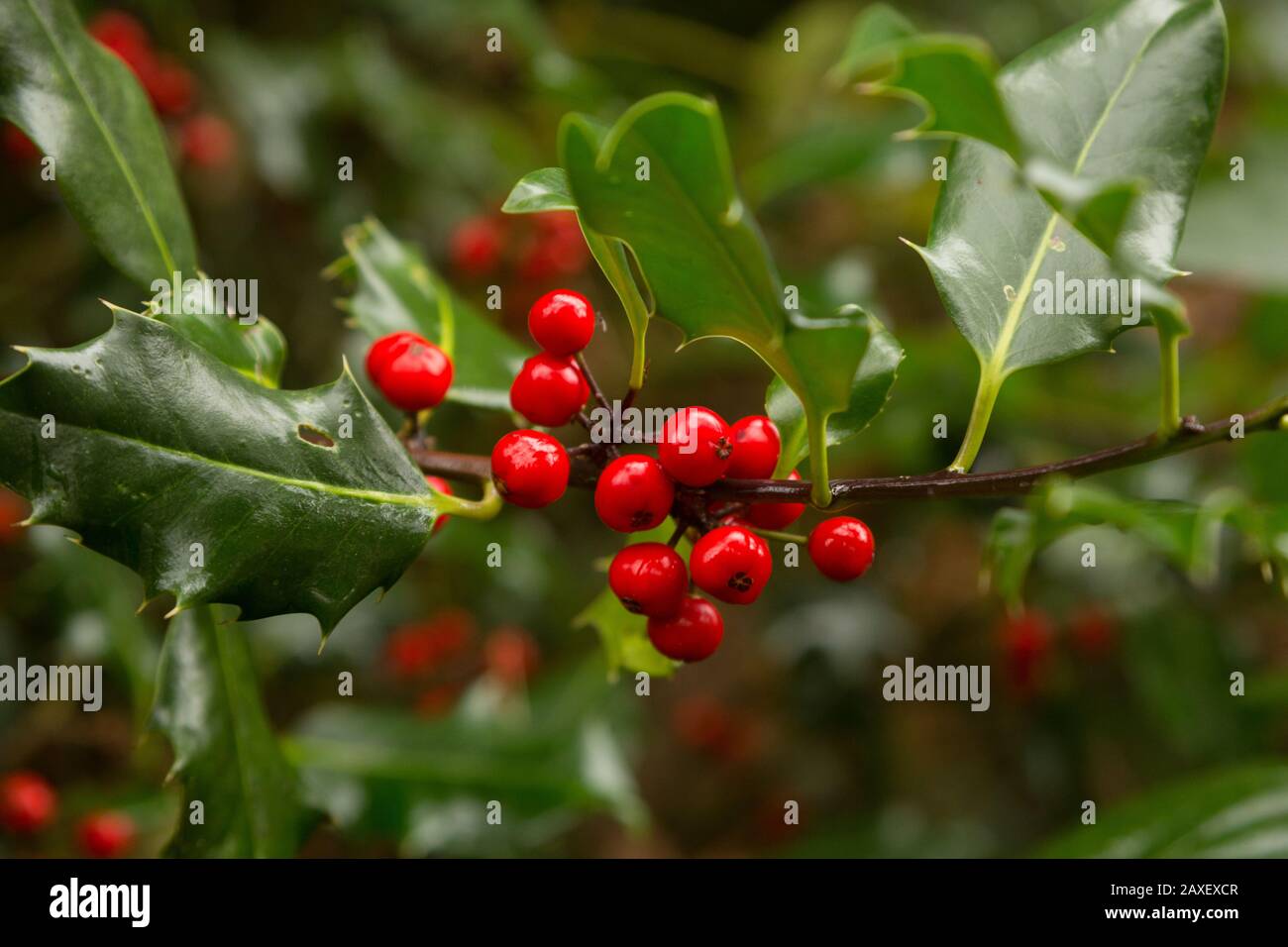 Glänzend hell attraktive rote Holly Beeren und spiky grüne Blätter wachsen am Rande des Waldes im Herbst bei Littleworth Common, Esher, Surrey Stockfoto