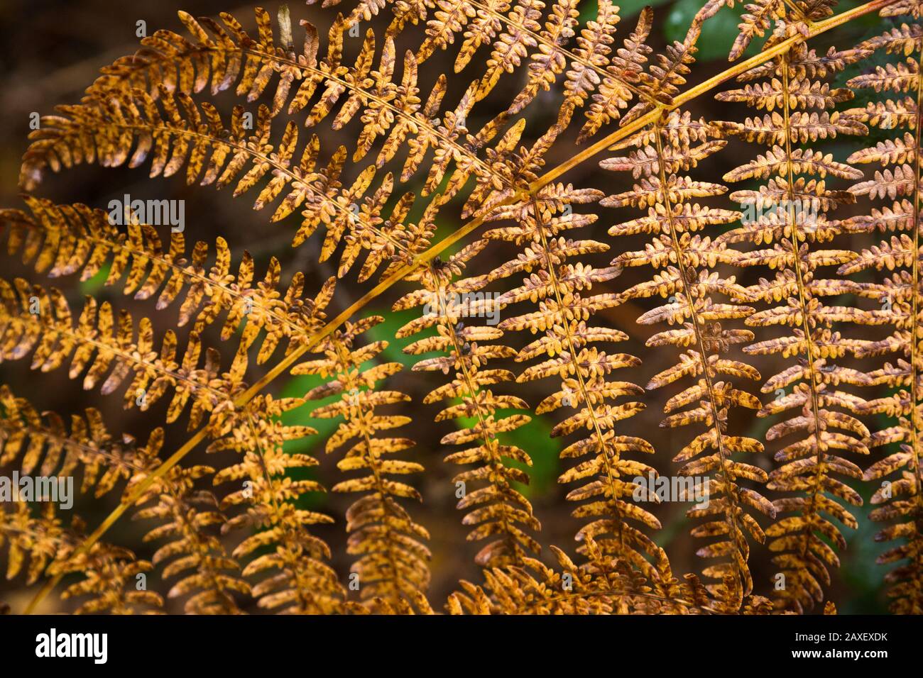 Detail des Musters von braun sterbenden Herbst Bracken Farnblatt (Wedel) bei Littleworth Common, Esher, Surrey Stockfoto