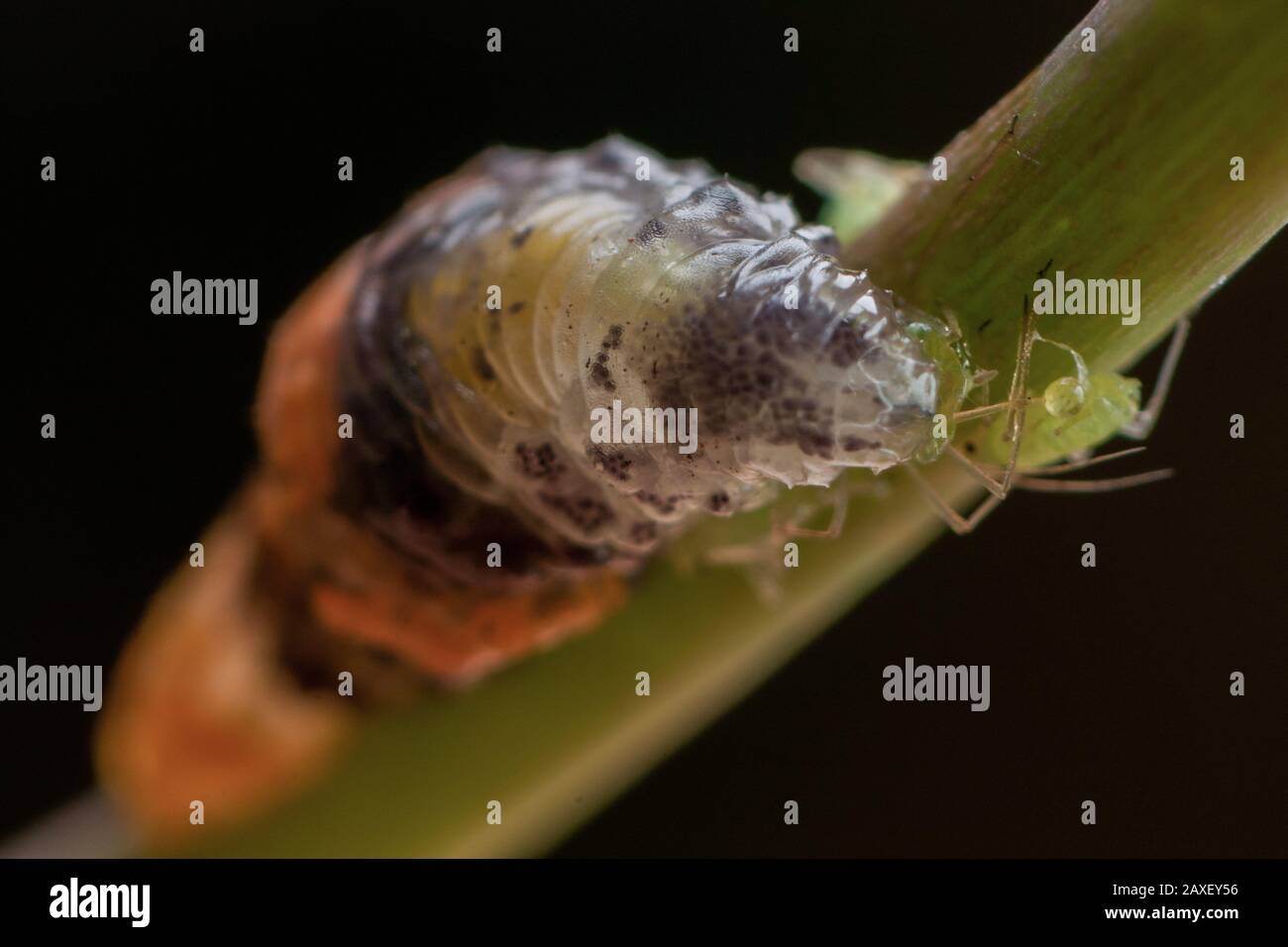 Larve einer Schwebefliege, die eine Blattläuse, eine Syrphide, isst, die als Insektenpest in Gärten eingesetzt werden kann Stockfoto