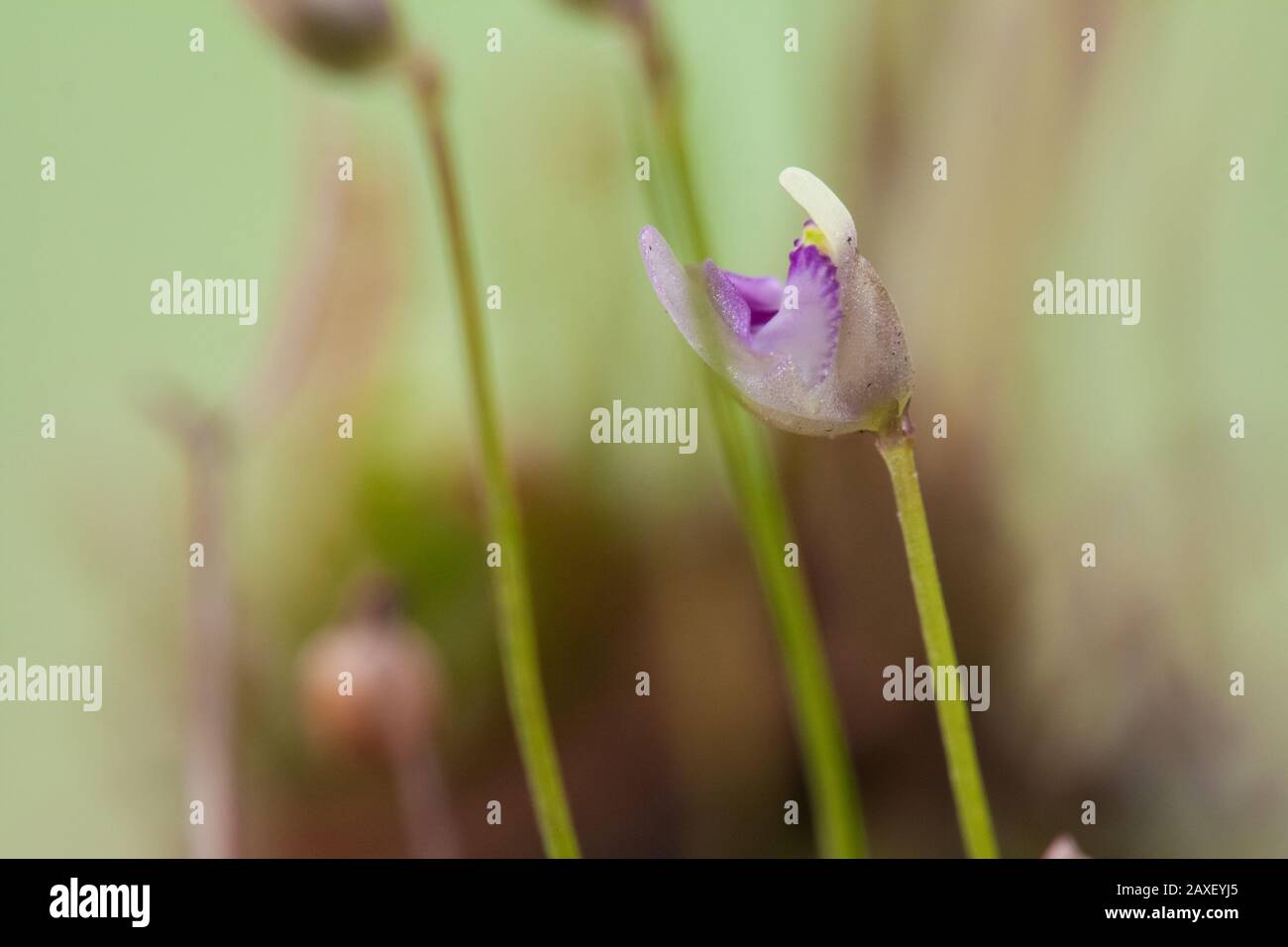 Blumen einer fleischfressenden Pflanze aus einer Moorart, Utricularia Stockfoto