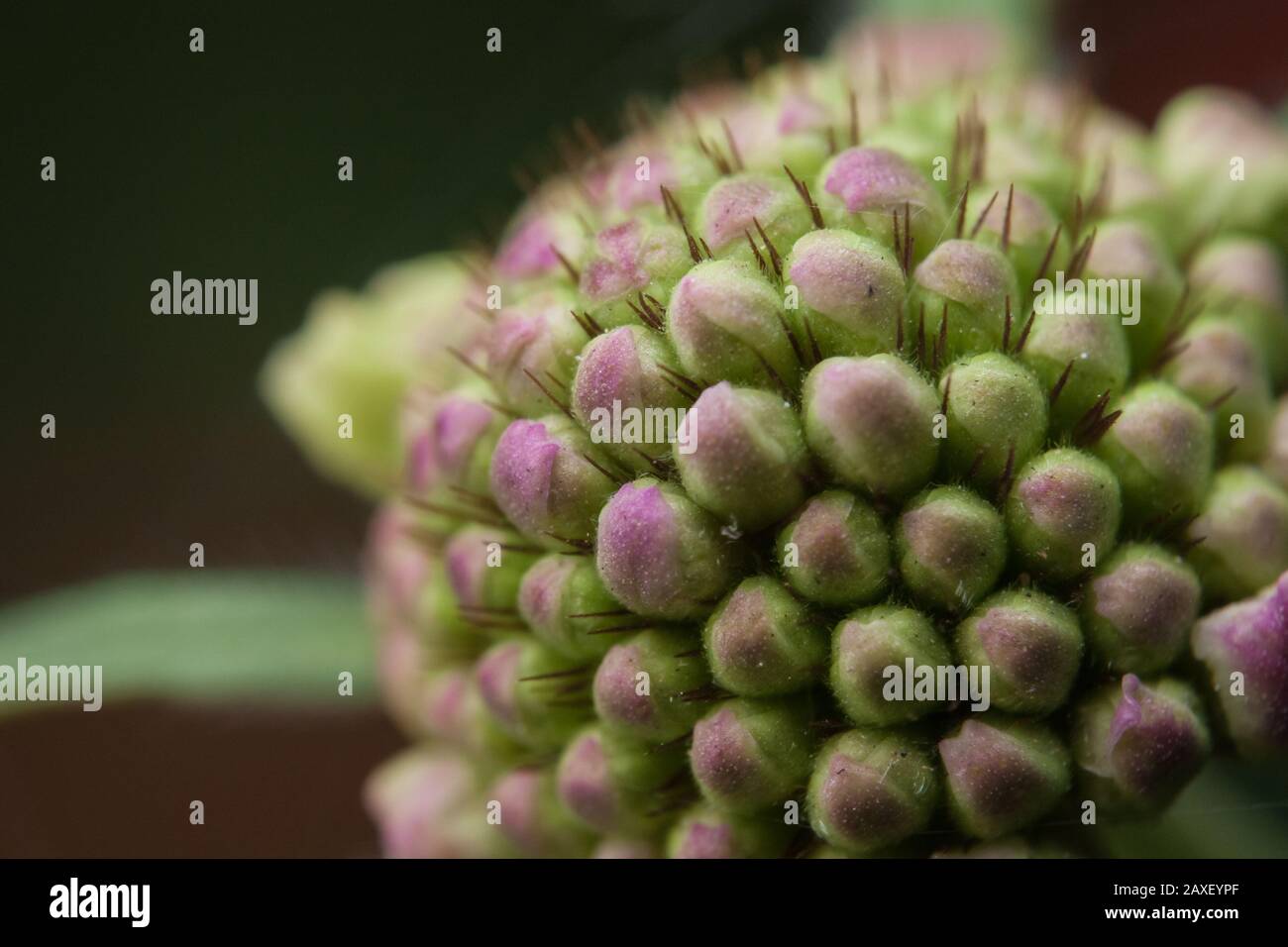 Extremes Makro einer Blume, Details einer Pflanzenknospe Stockfoto