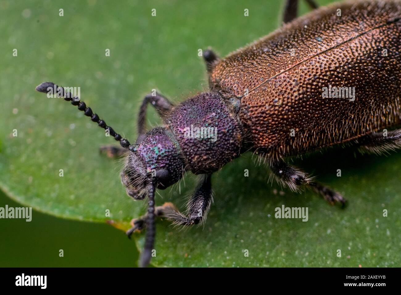 Detailliertes Makrofoto eines Dunkelkäfers in einem tropischen Garten Stockfoto
