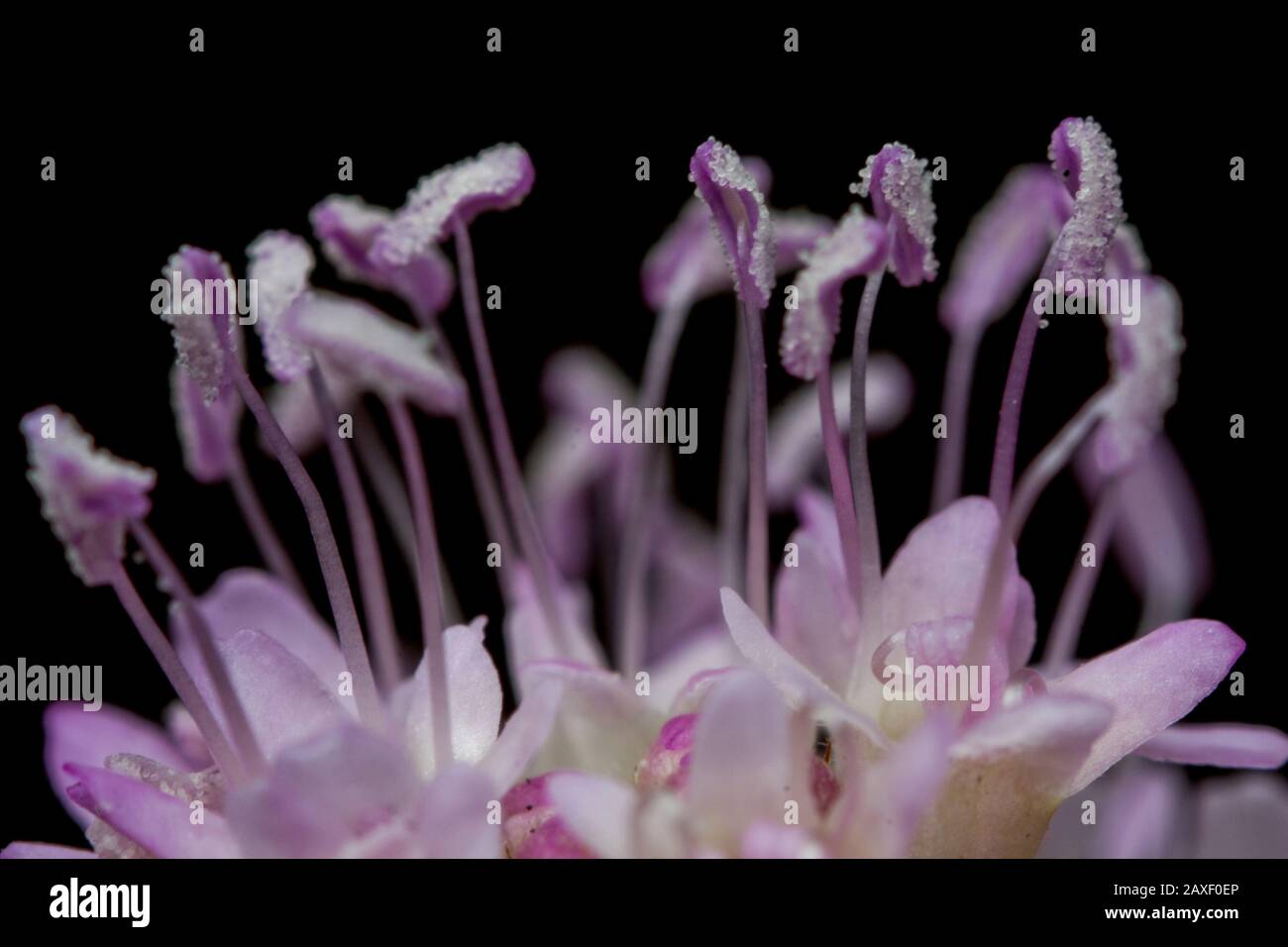 Botanische Nahaufnahme mit Angaben zu den Staubfäden der Pflanze, Flowr extreme Makro Stockfoto