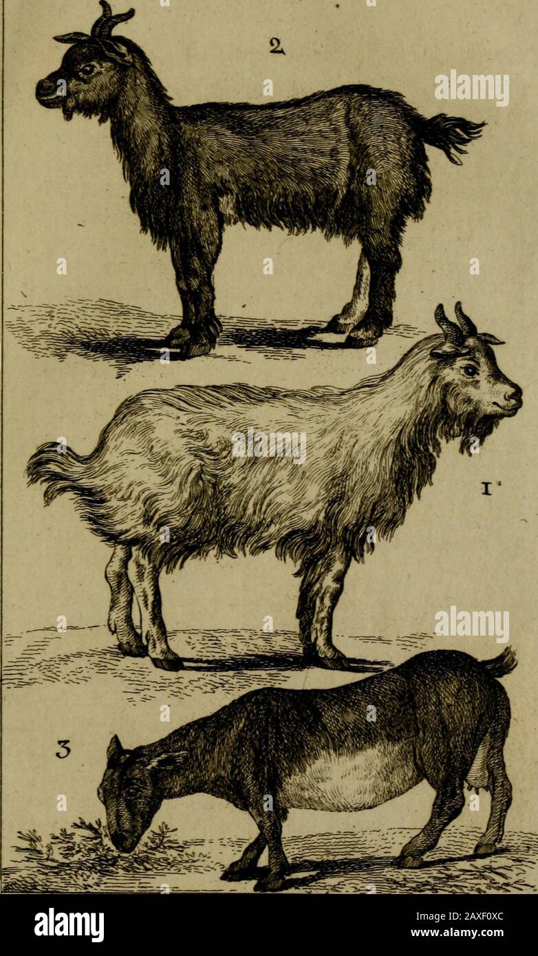 Histoire naturelle, générale et particulière, avec la description du Cabinet du roi. UTcih LE BOUQUETIN (A), LE CHAMOIS (^). Kcy^:( plandie XI, ^wr^ ^ ils ne les ont pas défignés par des dénoiii-(a) Bouquetin , autrefois Bouc eftain , Boucftein^ceft-à-dire. Bouc de rocher. Suin Agnifie Jrkrrç, dansla langue teutoniqje; en latin, Ibtx, en Allemand& en SuiFe , Stdnhock. Bouc EfiaifT. Obfarv. De Bélon, feuillet 14 "1^0, fig,feuillet 14 vtrfo. Ibex. Gefner, Hi/i. Quad. S. 50^. Hircus comikus fupraa nodofis, infra rotundatls, in, iorfiitn reclnatis Ibex. Le Bouc eftnin. BrilTon ^ Regn. Anim. Stockfoto